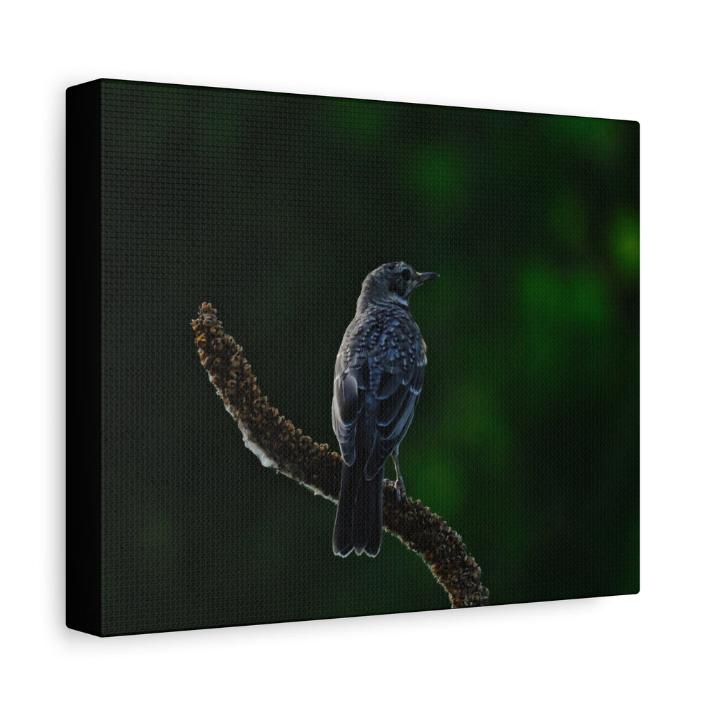 Robin on Branch Matte Canvas Wall Art — Moody Nature Photography Print