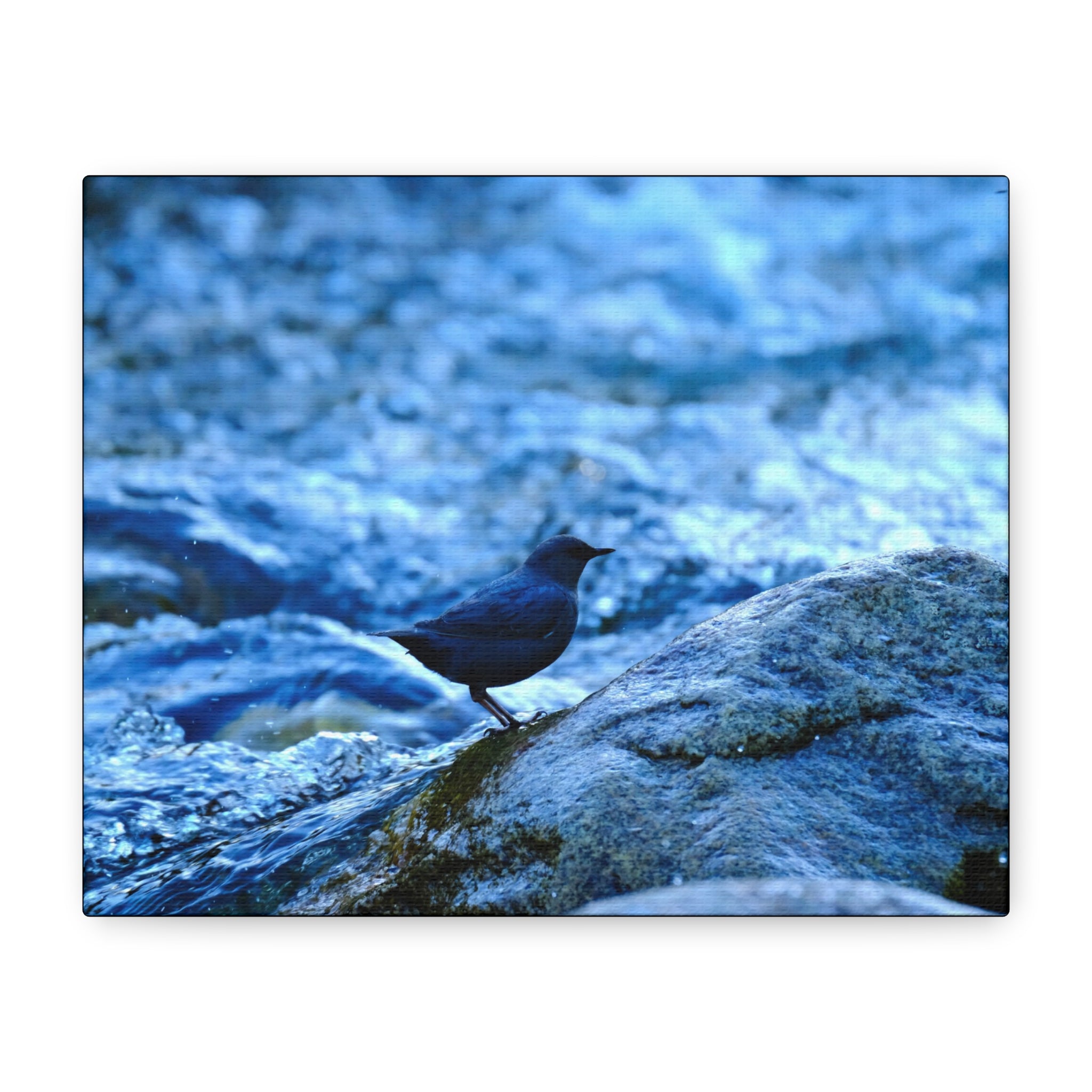 Dipper on Rapids Matte Stretched Canvas Wall Art