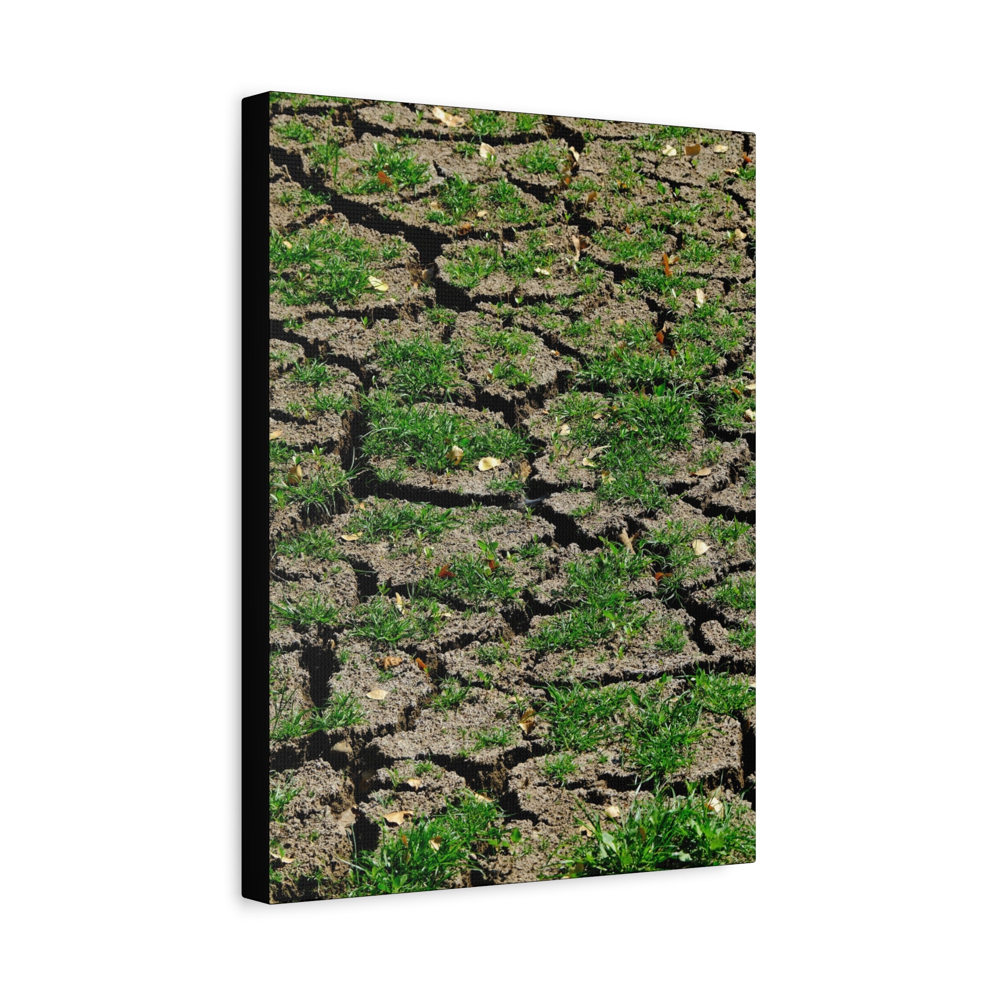 Life Finds A Way Canvas Print — Cracked Earth with Green Grass Matte Stretched Canvas (1.25")