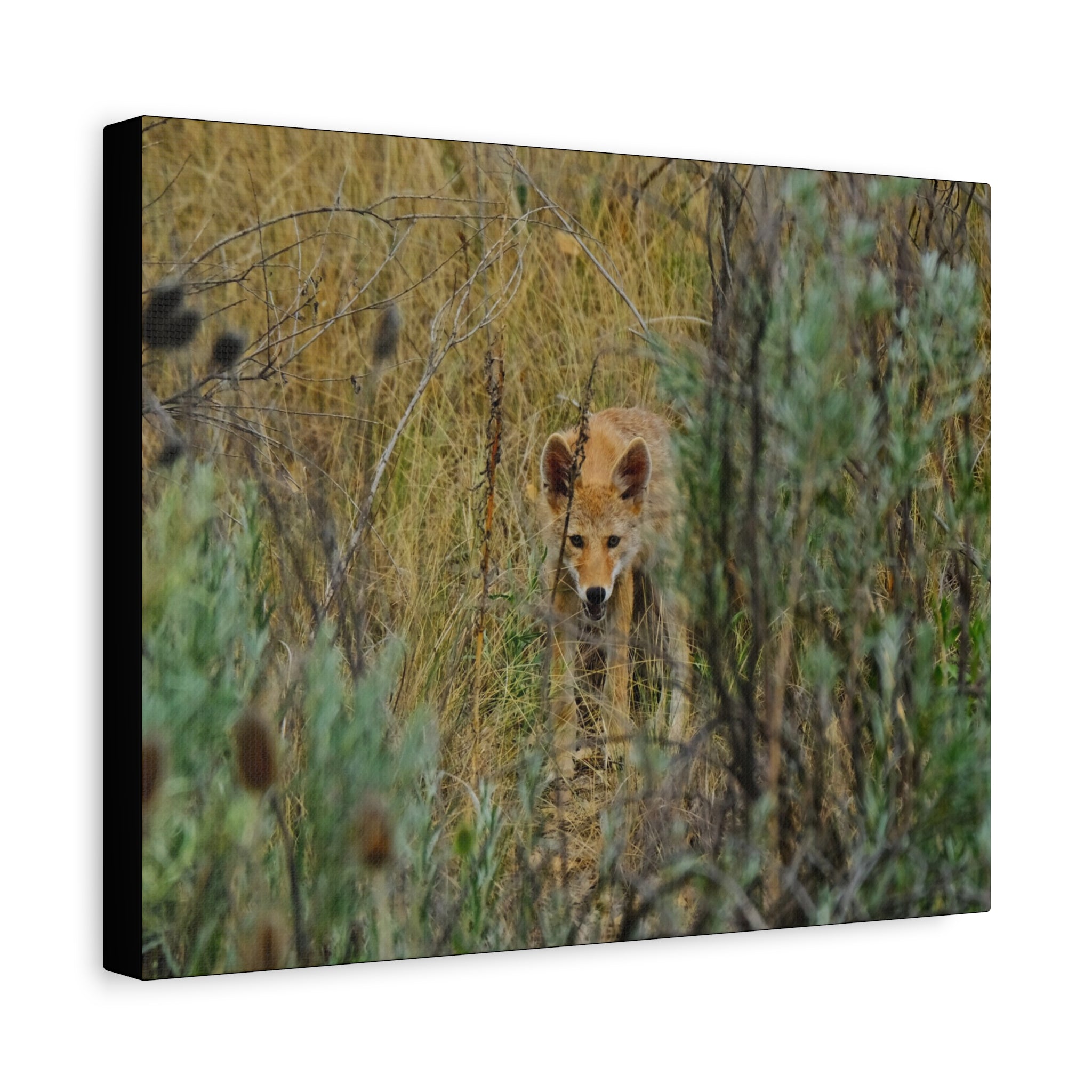 Coyote Pup Staring - Matte Stretched Canvas