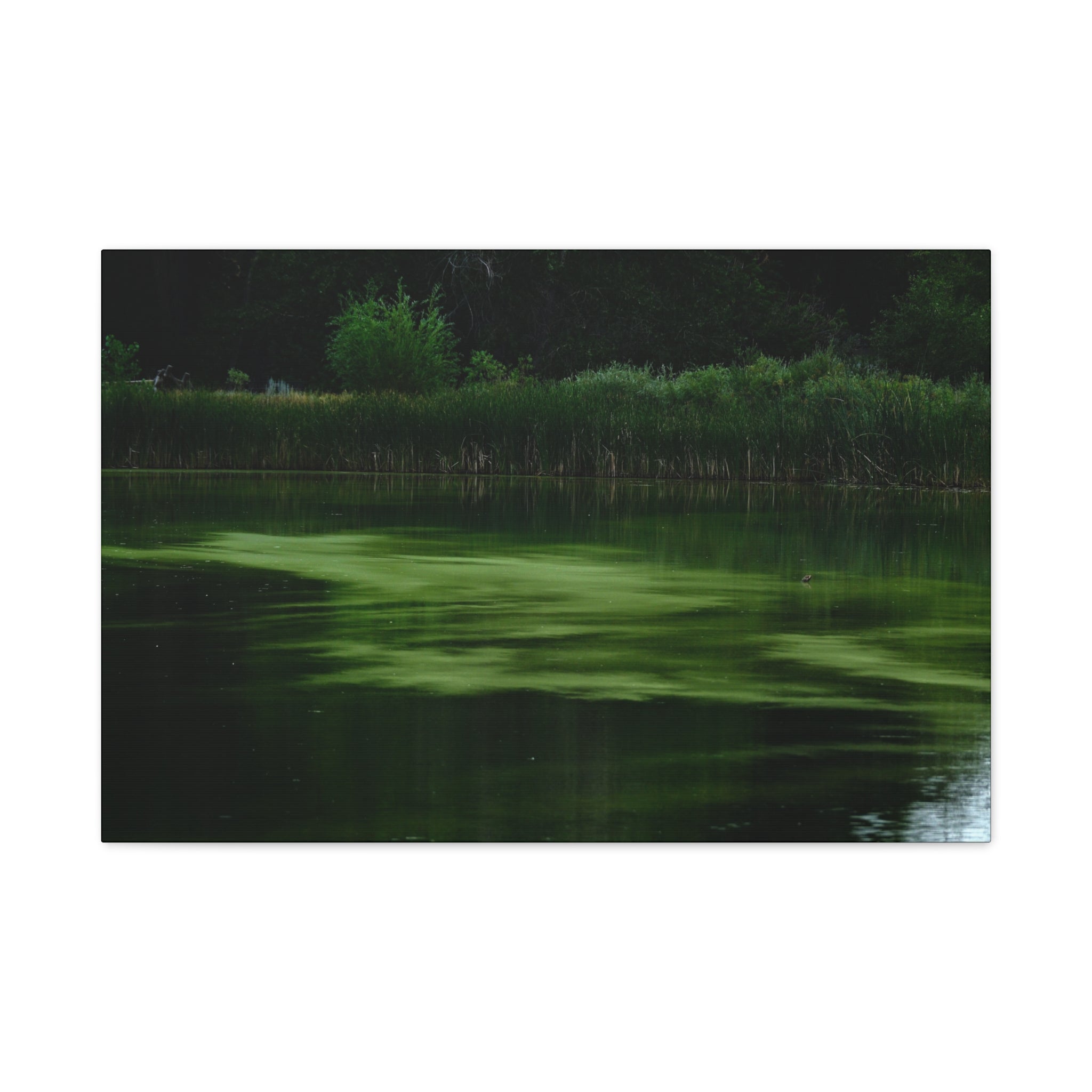Not Your Average Bloom - Matte Canvas Wall Art Stretched 1.25"