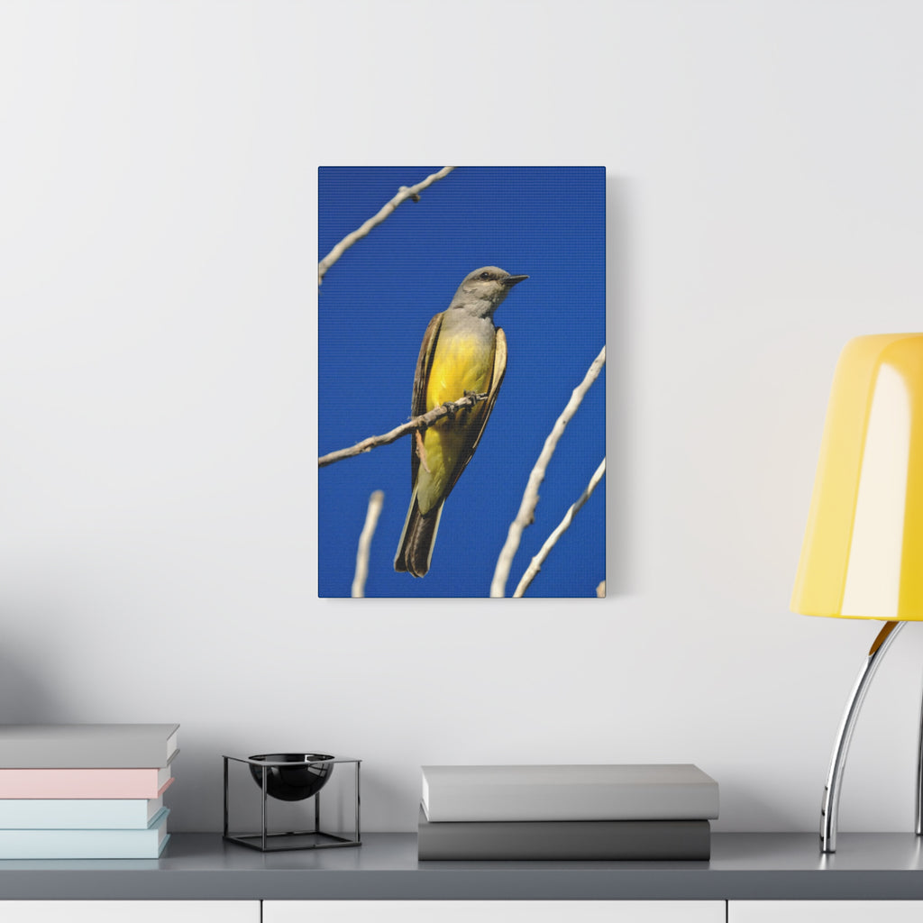 Western King Bird Canvas Print – Yellow & Gray Wildlife Wall Art
