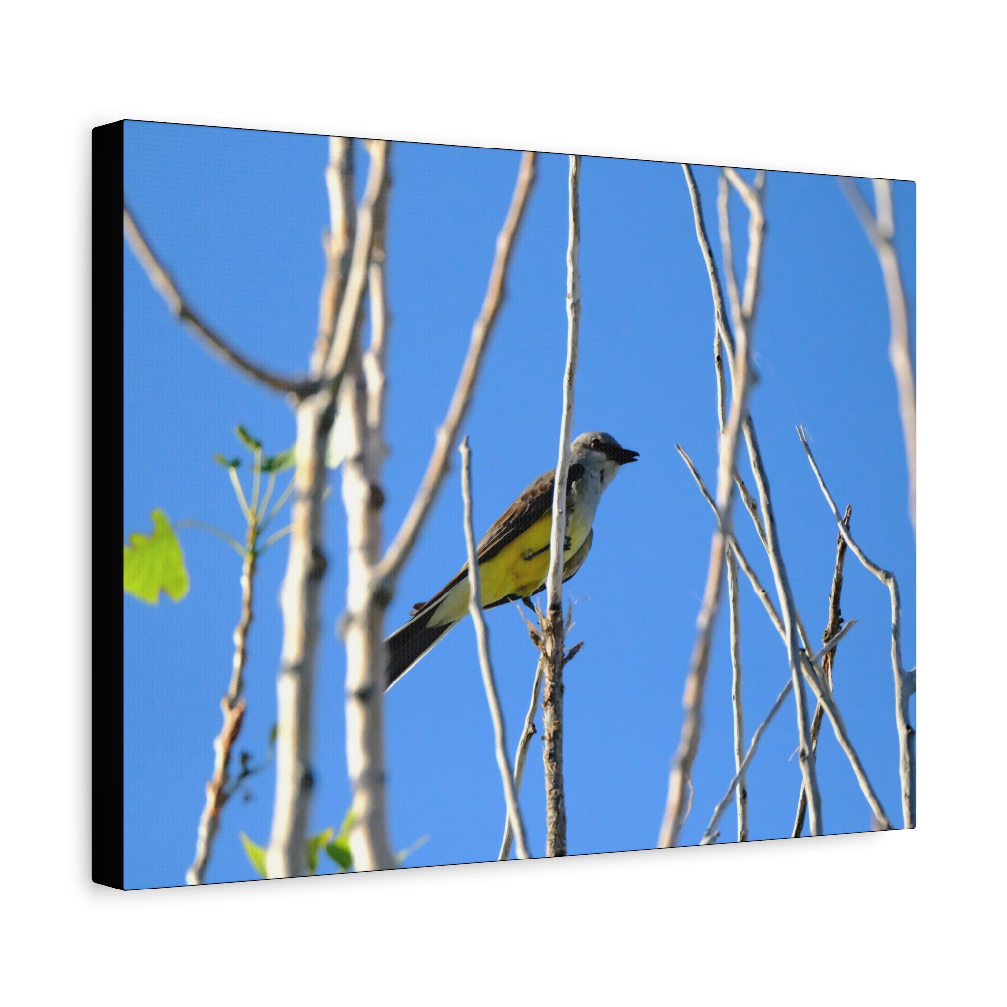 Western King Bird Horizontal Matte Canvas, Stretched, 1.25"