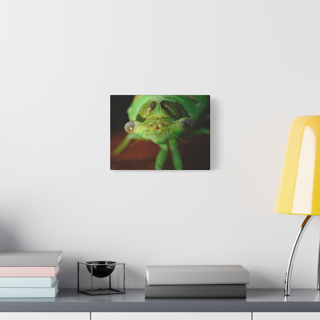 Cute Green Cicada Macro Canvas Print — Close-Up Insect Wall Art