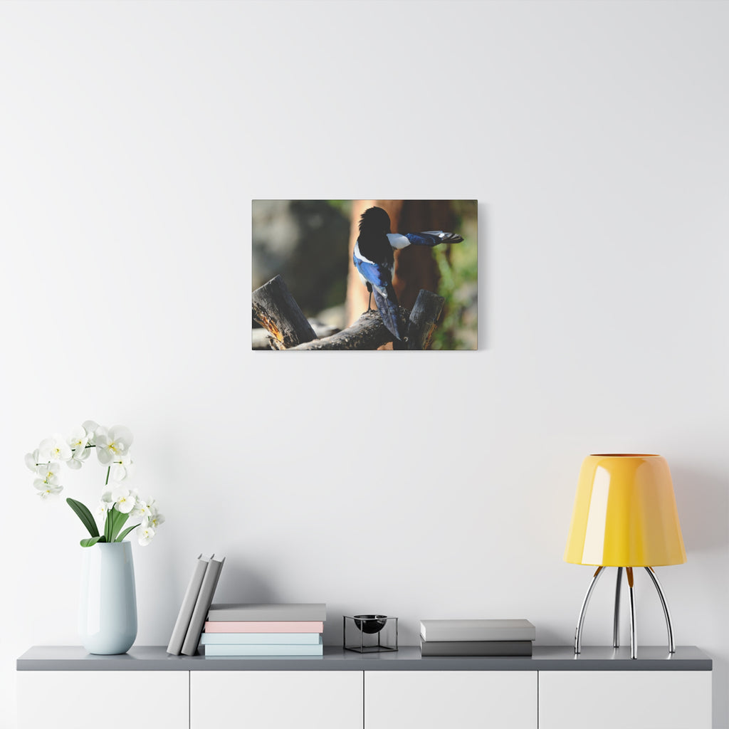 Black-billed Magpie Wildlife Canvas Print — Matte Stretched Wall Art