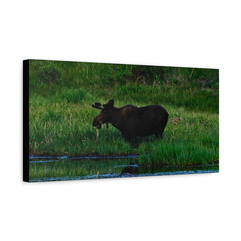 Munching Moose Matte Canvas Print — Stretched Wildlife Wall Art