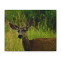Doe Portrait Matte Canvas Wall Art