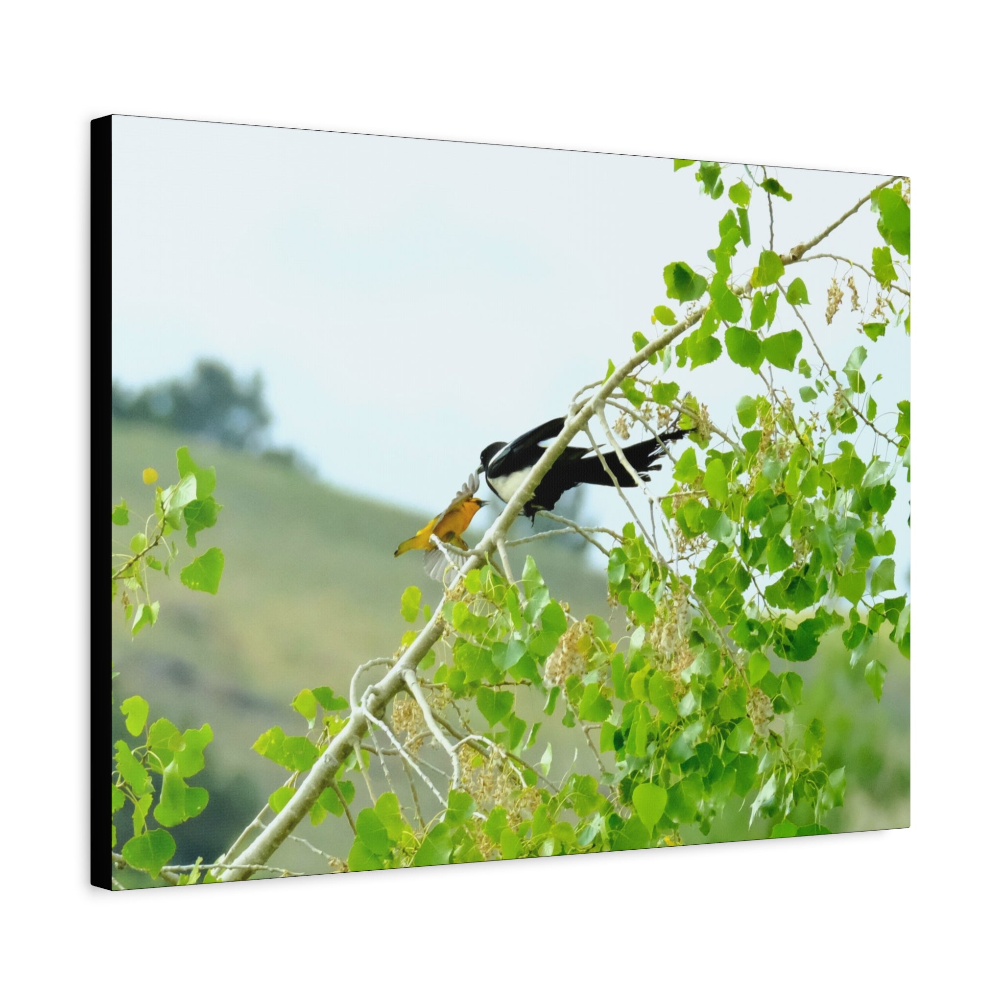Oriole & Magpie Battle on an Aspen Branch - Matte Stretched Canvas Wall Art