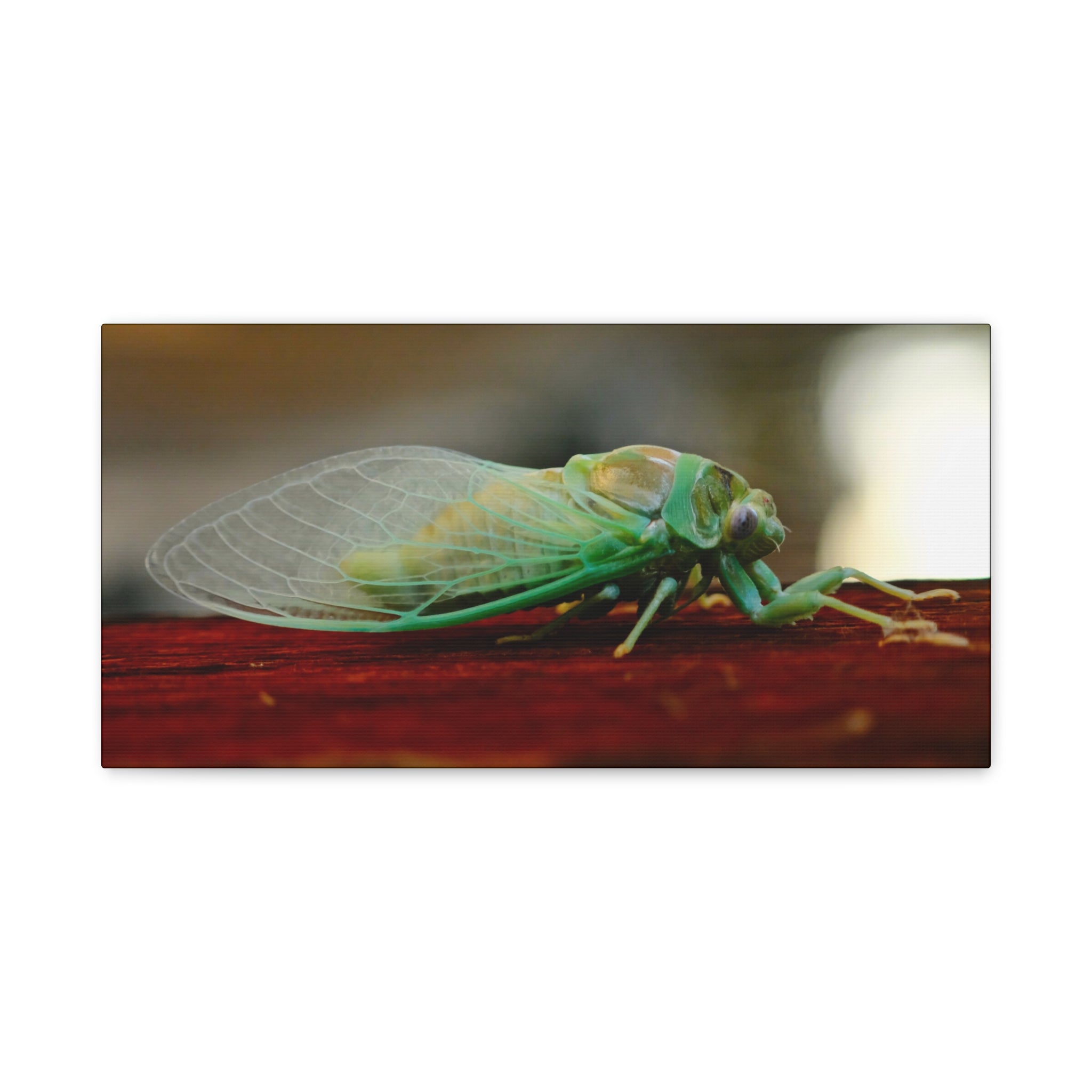 Cicada Close-Up Matte Canvas Print — Stretched 1.25" Nature Wall Art