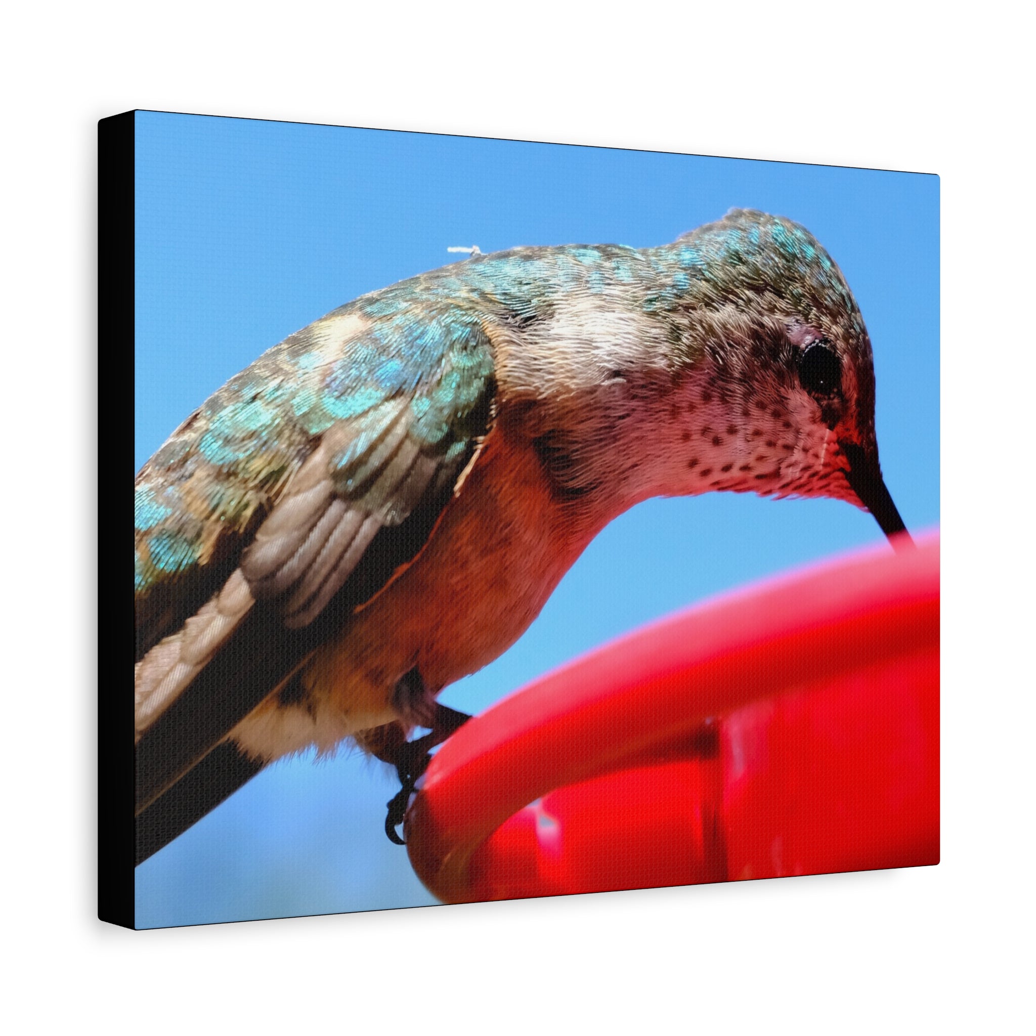 Hummingbird Close Up Canvas Print — Stretched Matte Wall Art