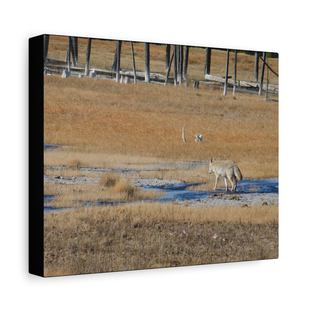 Coyote Canvas Wall Art — Wildlife Landscape Matte Stretched Print