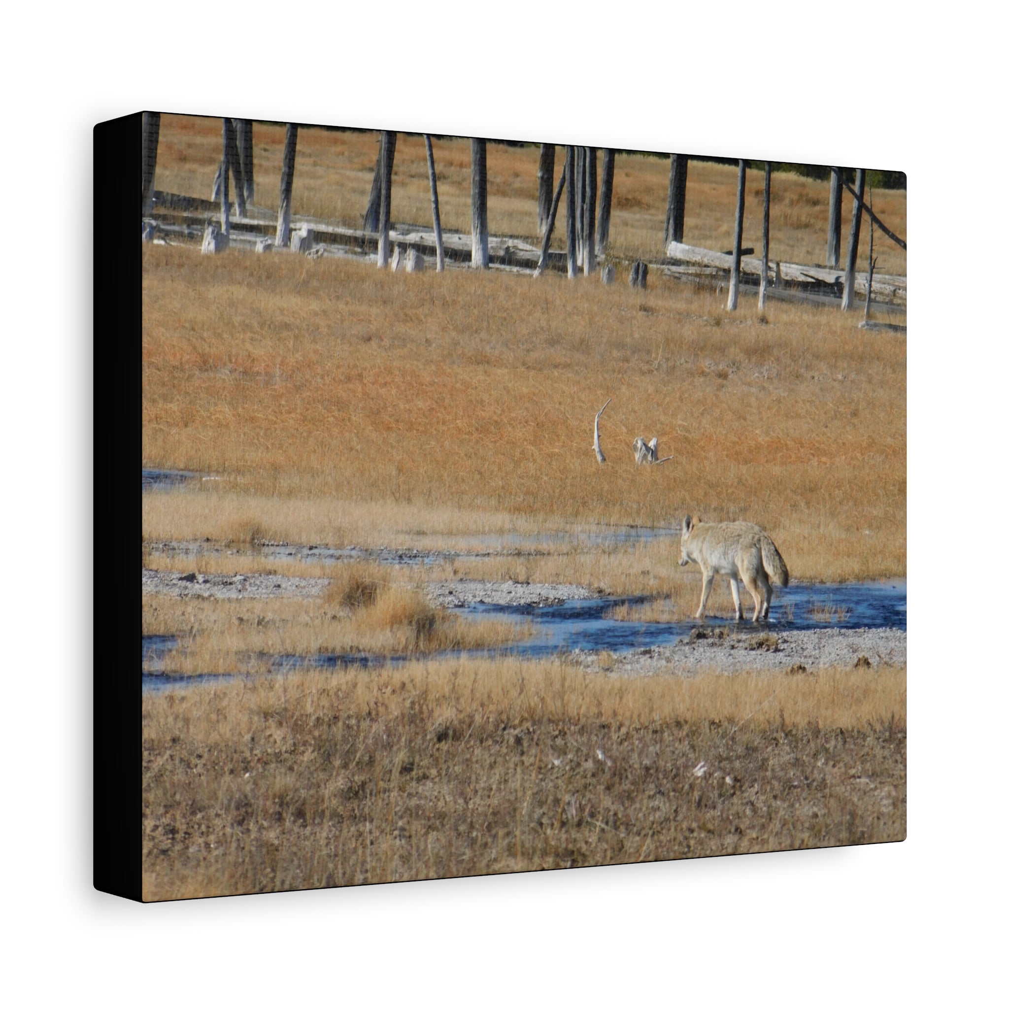 Coyote Canvas Wall Art — Wildlife Landscape Matte Stretched Print