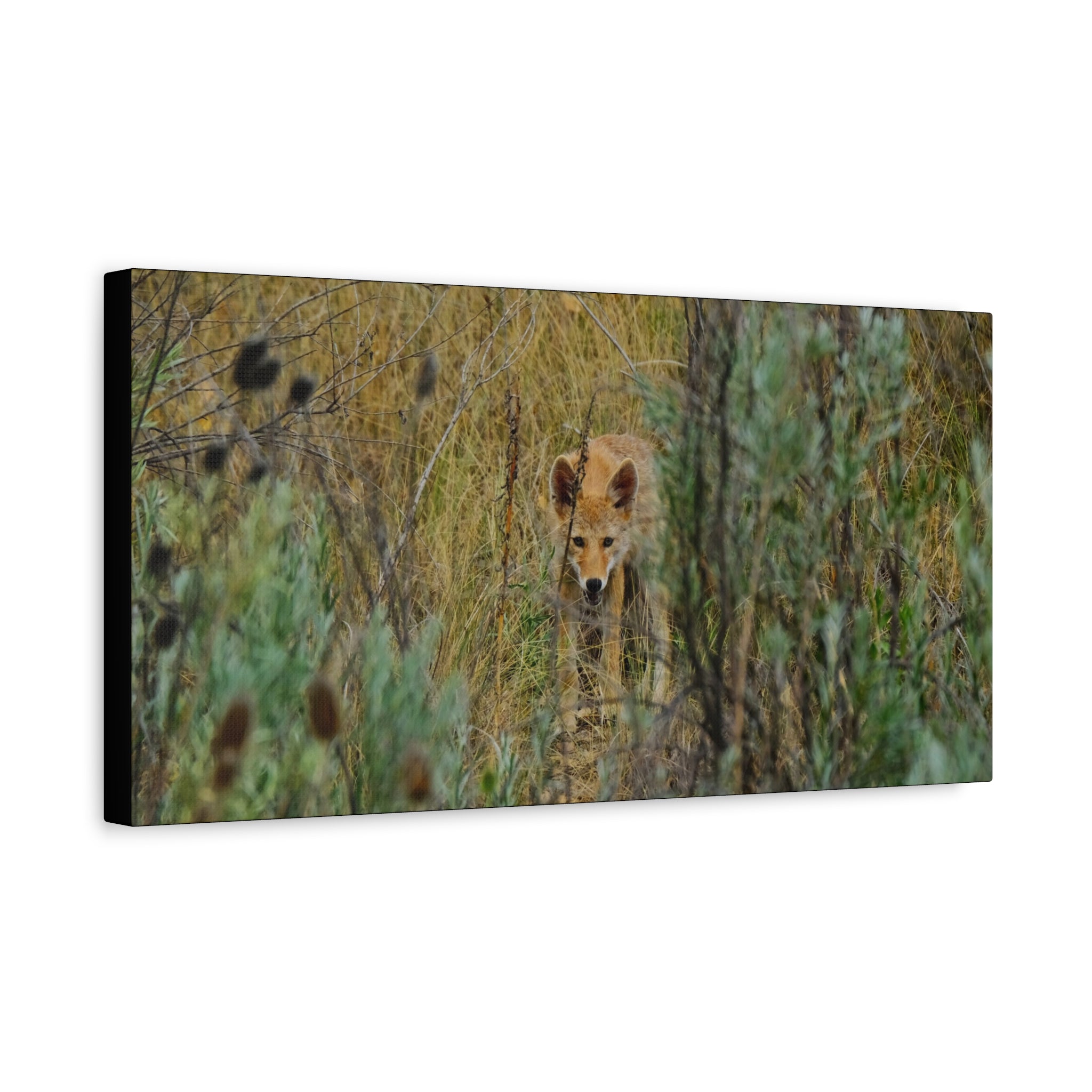 Coyote Pup Staring - Matte Stretched Canvas