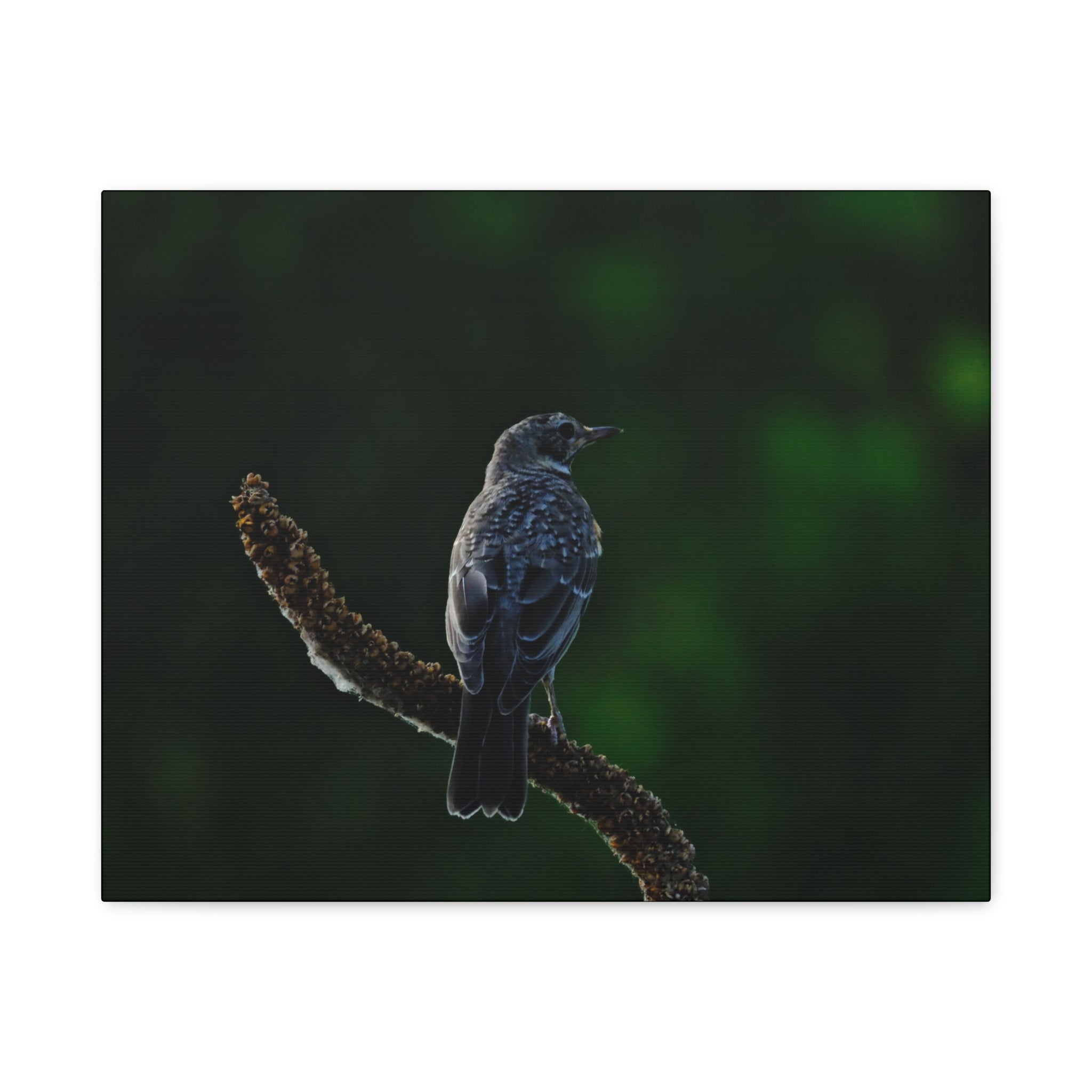 Robin on Branch Matte Canvas Wall Art — Moody Nature Photography Print
