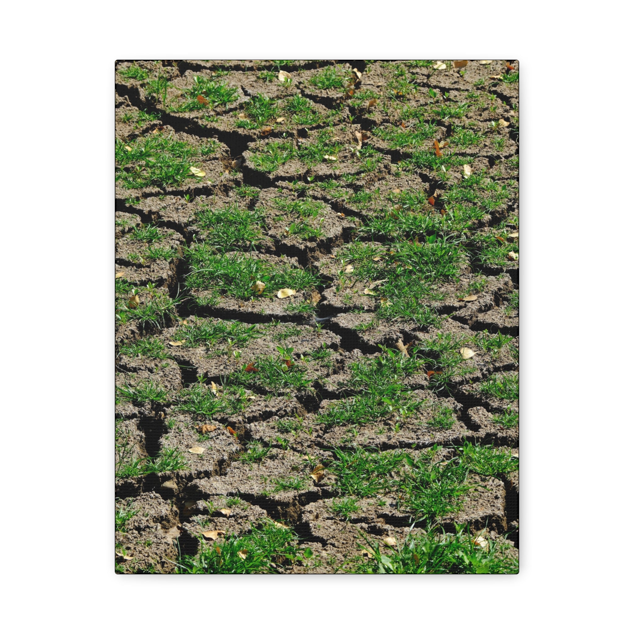 Life Finds A Way Canvas Print — Cracked Earth with Green Grass Matte Stretched Canvas (1.25")
