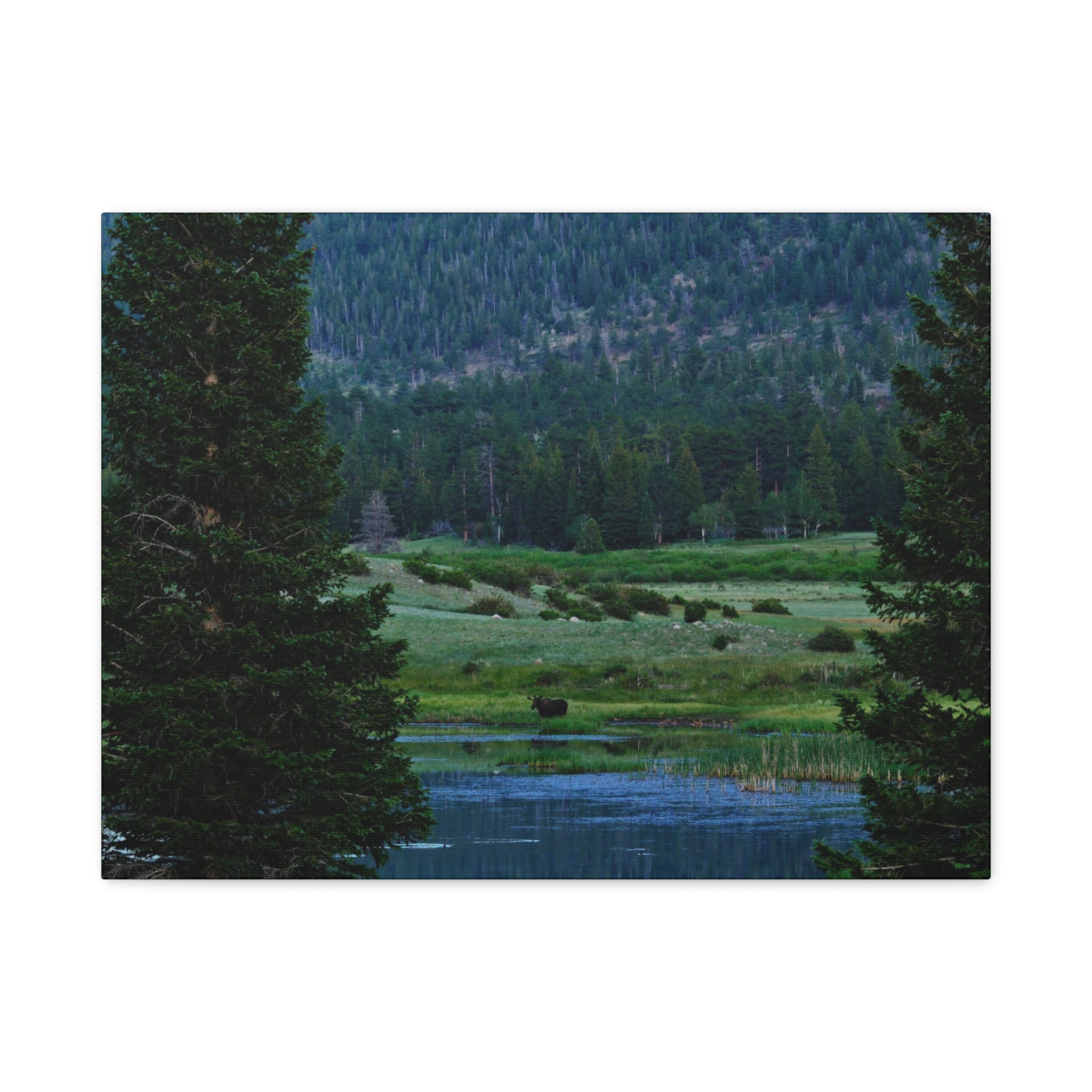 Moose Meadow Canvas Wall Art – Stretched Matte Landscape Print