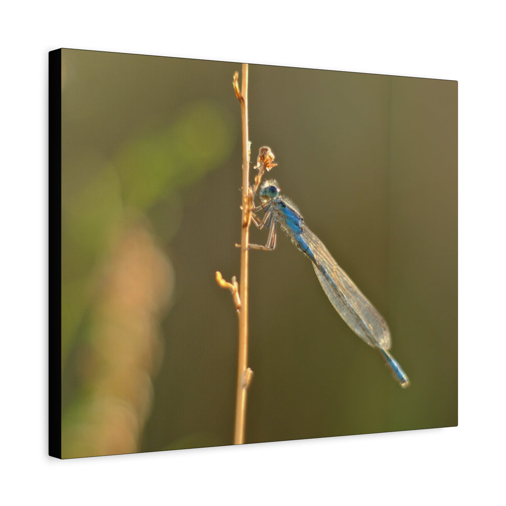 Blue Dragonfly Macro Canvas Print — Blue Damselfly Nature Wall Art, Matte Stretched 1.25"