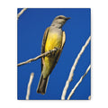 Western King Bird Canvas Print – Yellow & Gray Wildlife Wall Art