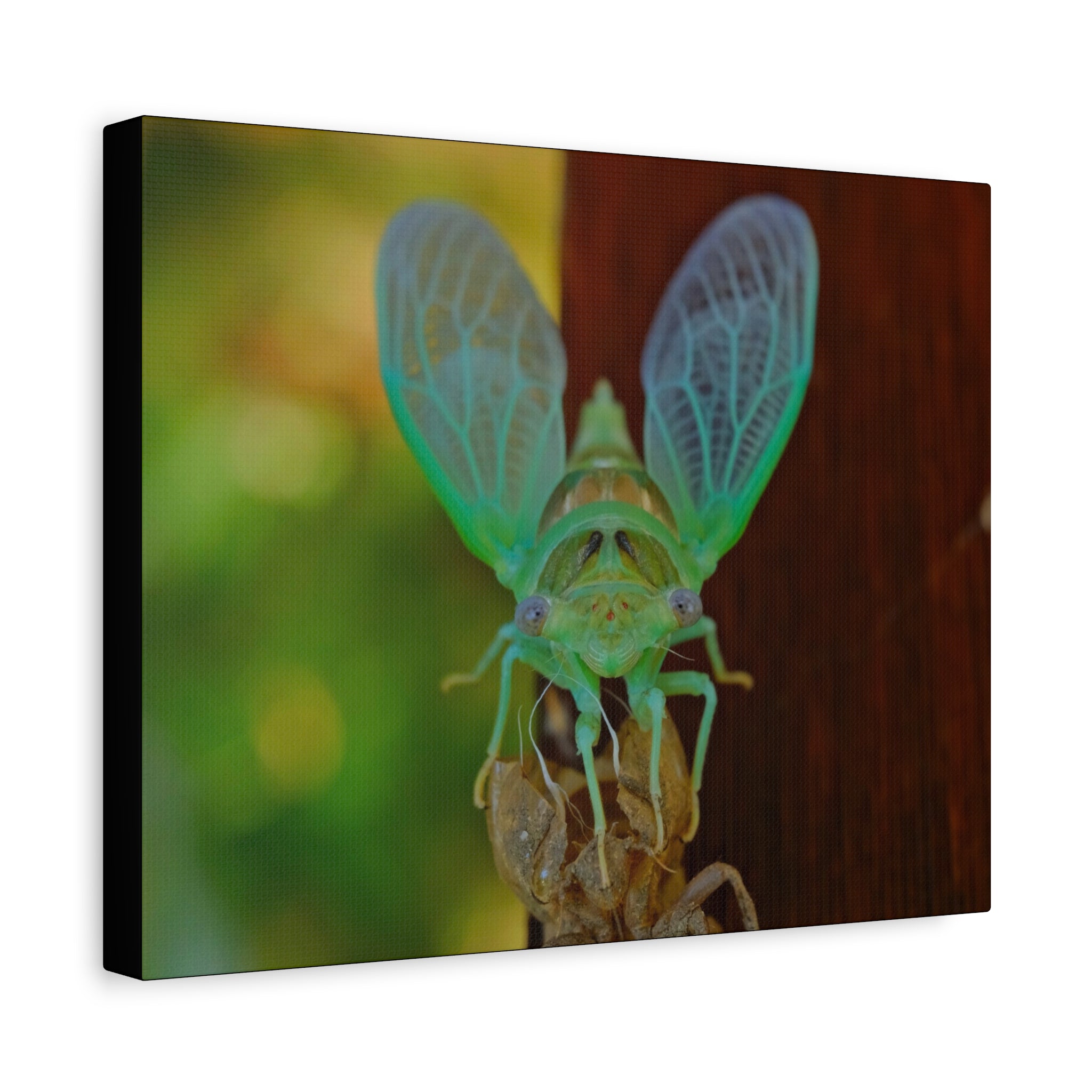 The Cutest Green Cicada Canvas Print - Matte Stretched Wall Art