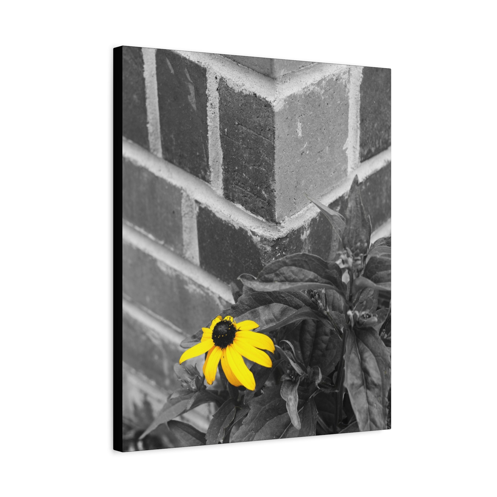 Yellow Daisy on Brick Matte Canvas Print — Stretched Wall Art