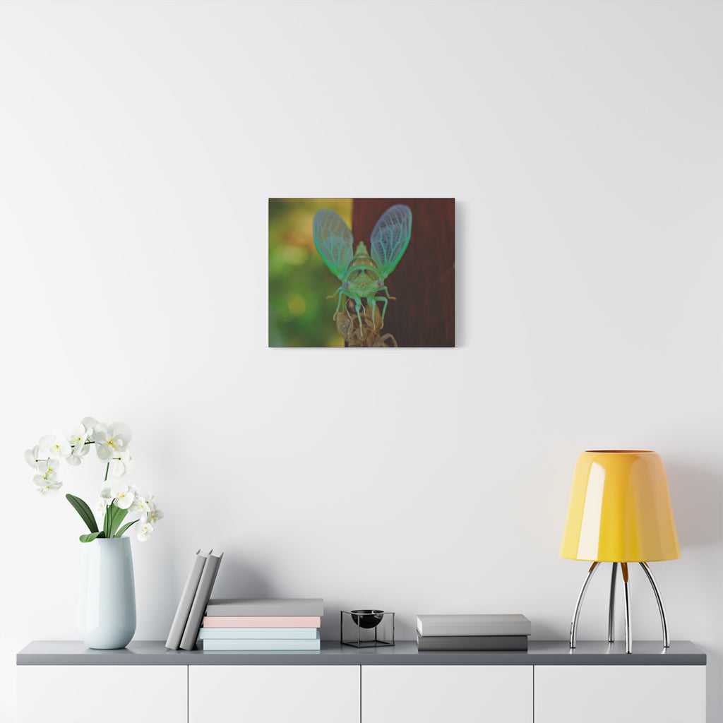 The Cutest Green Cicada Canvas Print - Matte Stretched Wall Art