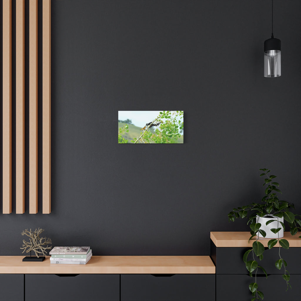 Oriole & Magpie Battle on an Aspen Branch - Matte Stretched Canvas Wall Art