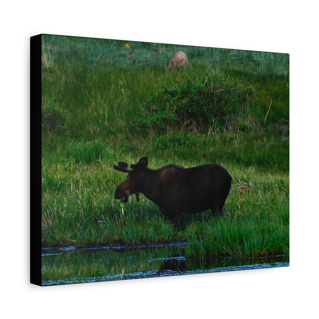 Munching Moose Matte Canvas Print — Stretched Wildlife Wall Art