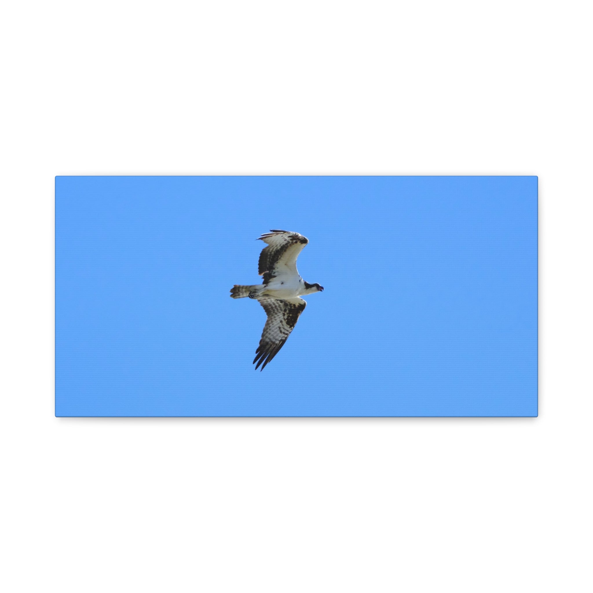 Osprey in Flight Matte Canvas Print — Stretched Wall Art