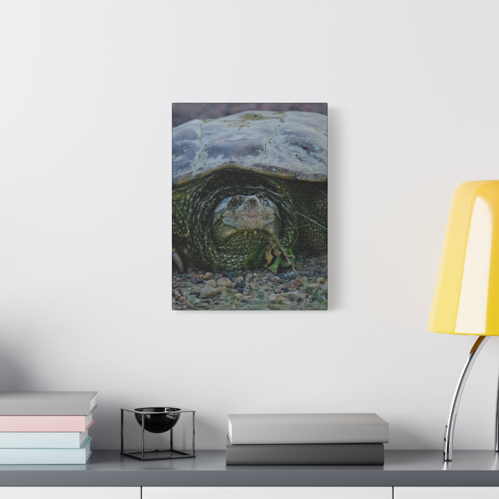 Snapping Turtle Matte Canvas Print – Wildlife Photography Wall Art