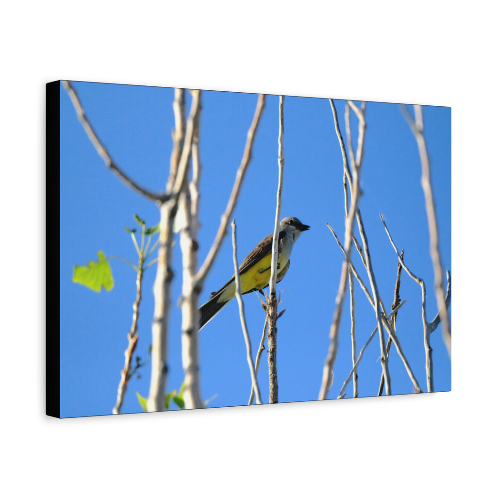Western King Bird Horizontal Matte Canvas, Stretched, 1.25"