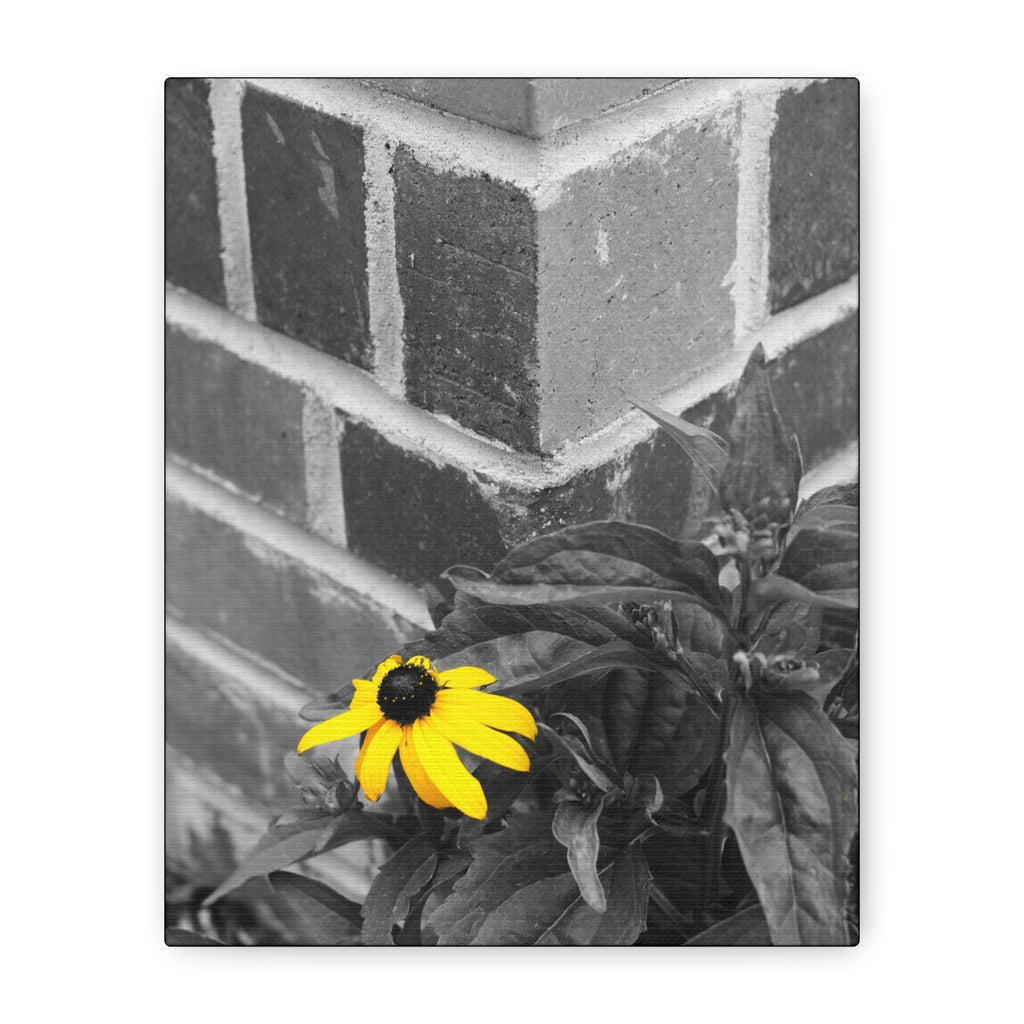 Yellow Daisy on Brick Matte Canvas Print — Stretched Wall Art