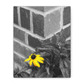 Yellow Daisy on Brick Matte Canvas Print — Stretched Wall Art
