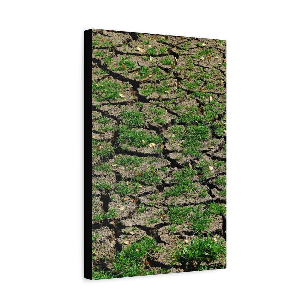 Life Finds A Way Canvas Print — Cracked Earth with Green Grass Matte Stretched Canvas (1.25")