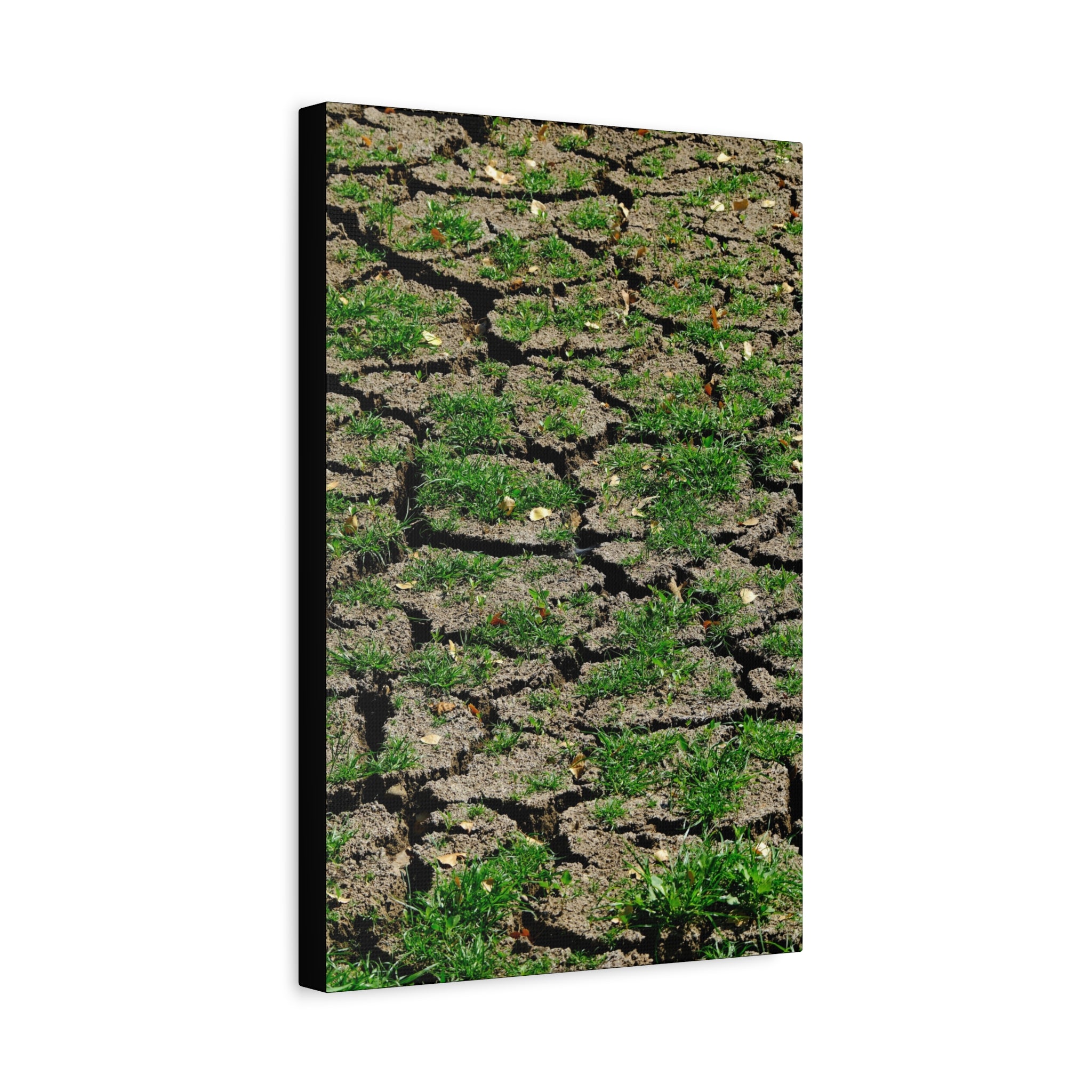 Life Finds A Way Canvas Print — Cracked Earth with Green Grass Matte Stretched Canvas (1.25")