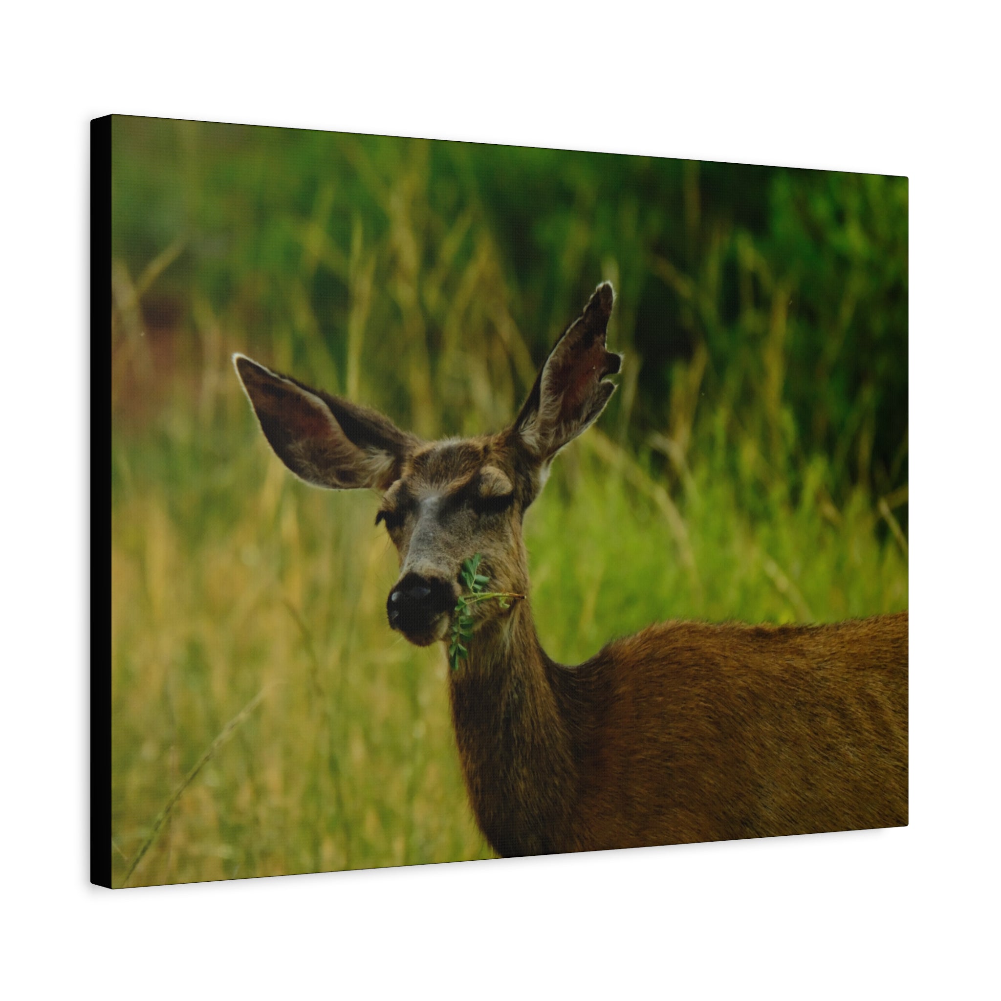 Doe Portrait Matte Canvas Wall Art
