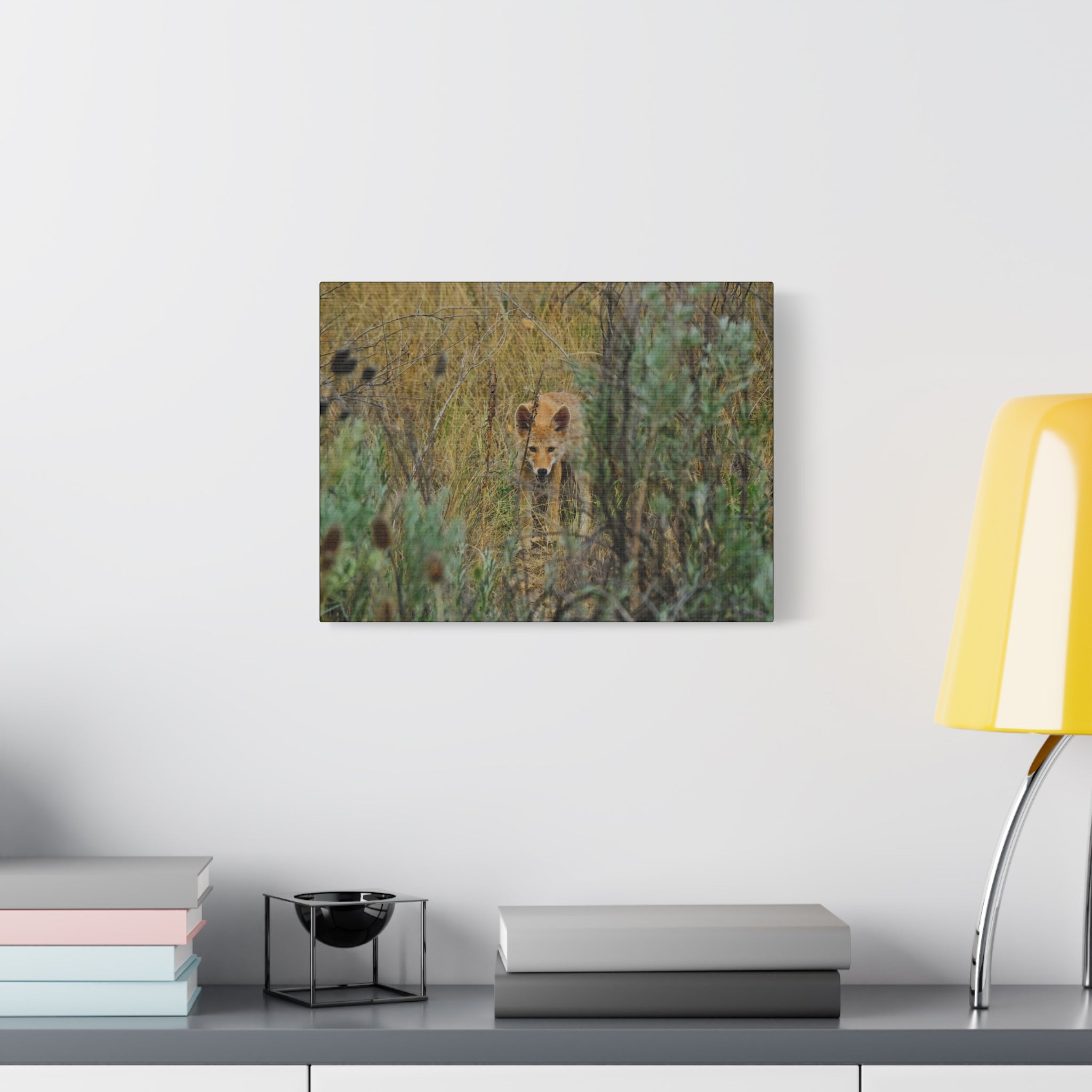 Coyote Pup Staring - Matte Stretched Canvas