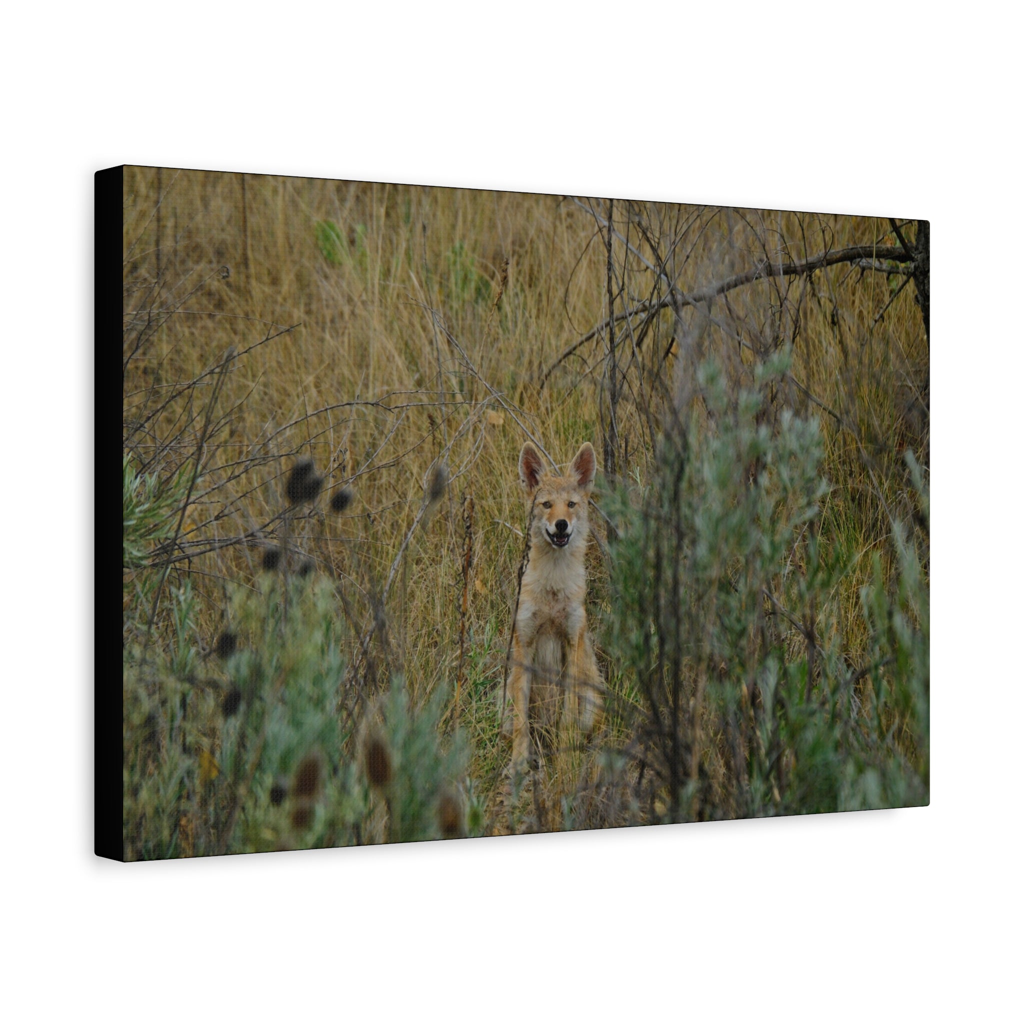 Friendly Face In The Wild - Coyote in Tall Grass Matte Canvas Wall Art