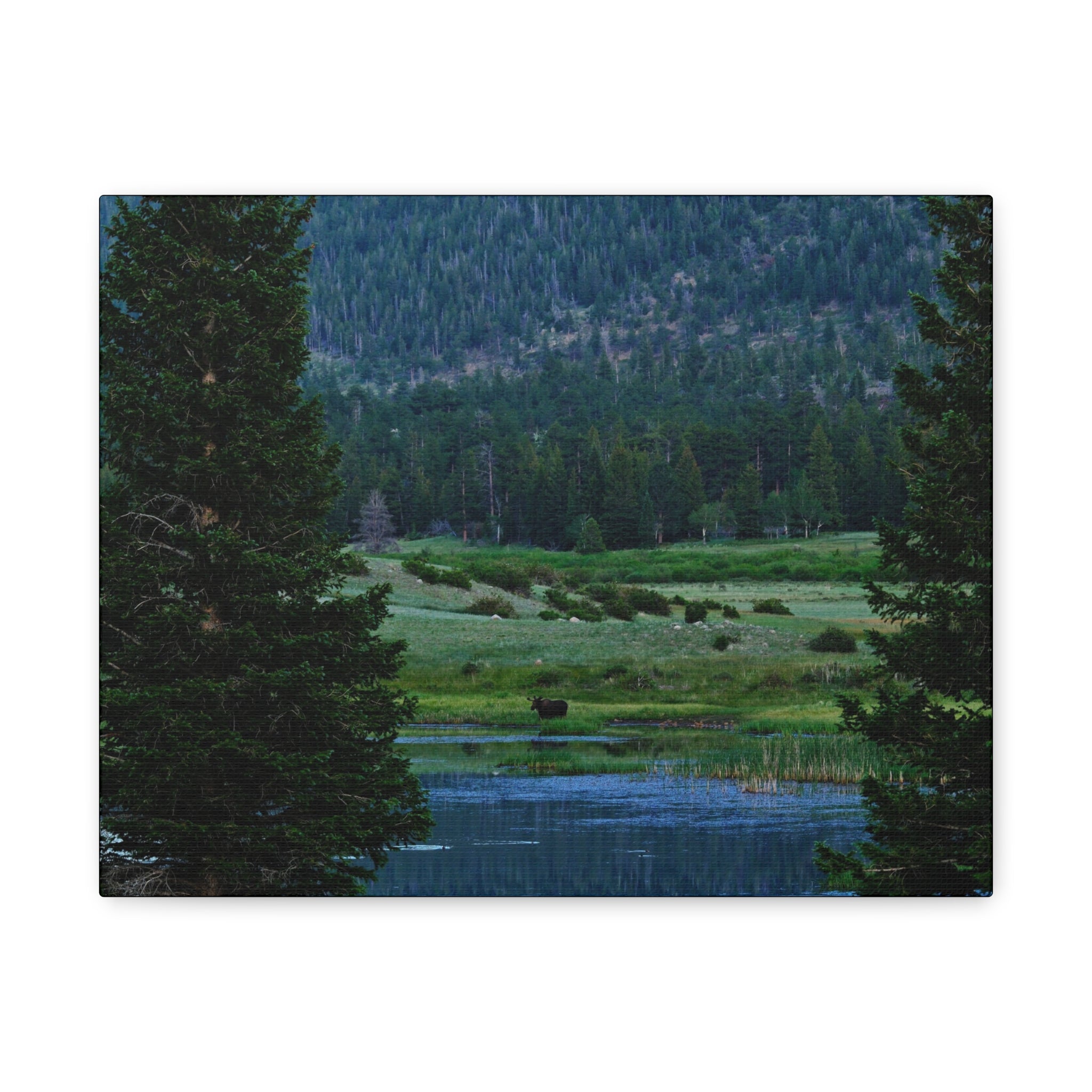 Moose Meadow Canvas Wall Art – Stretched Matte Landscape Print