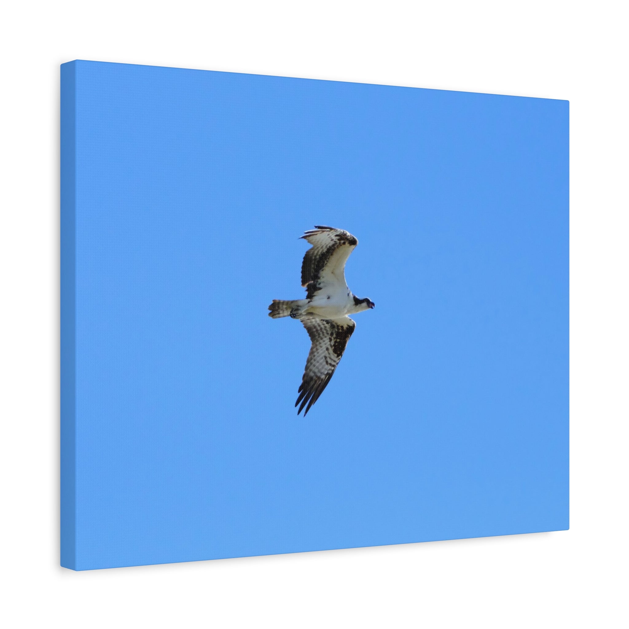 Osprey in Flight Matte Canvas Print — Stretched Wall Art