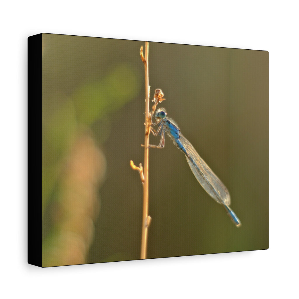 Blue Dragonfly Macro Canvas Print — Blue Damselfly Nature Wall Art, Matte Stretched 1.25"