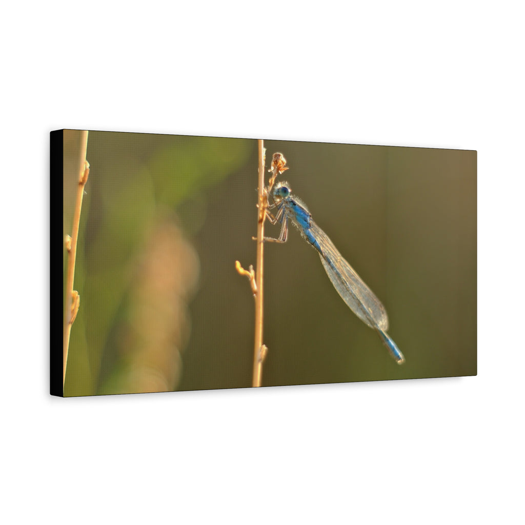 Blue Dragonfly Macro Canvas Print — Blue Damselfly Nature Wall Art, Matte Stretched 1.25"