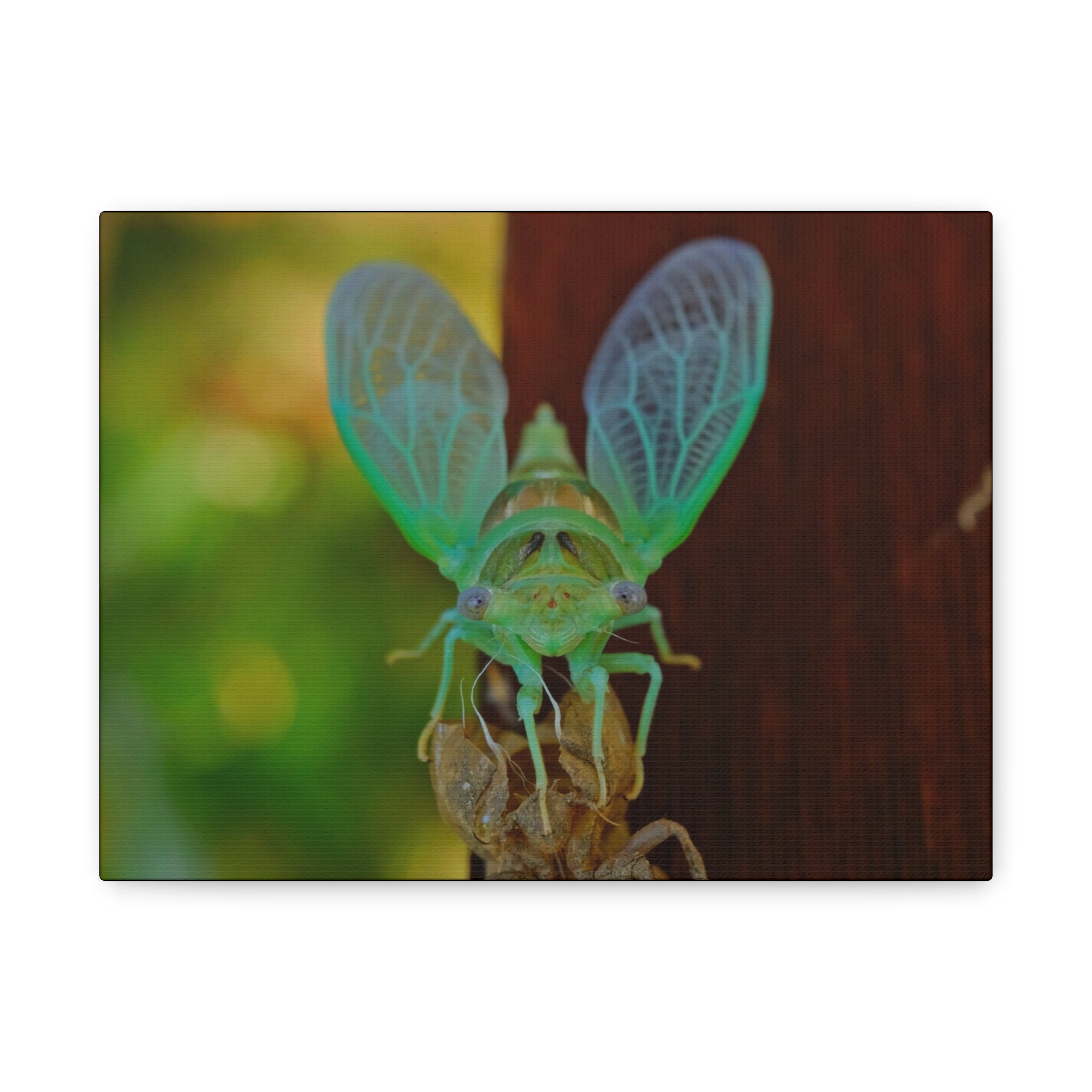 The Cutest Green Cicada Canvas Print - Matte Stretched Wall Art