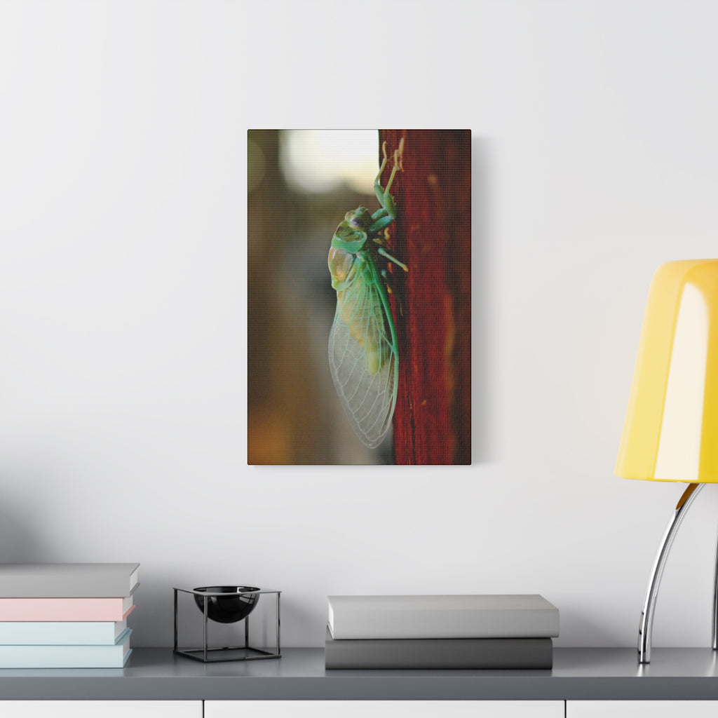 Cicada Close-Up Matte Canvas Print — Stretched 1.25" Nature Wall Art