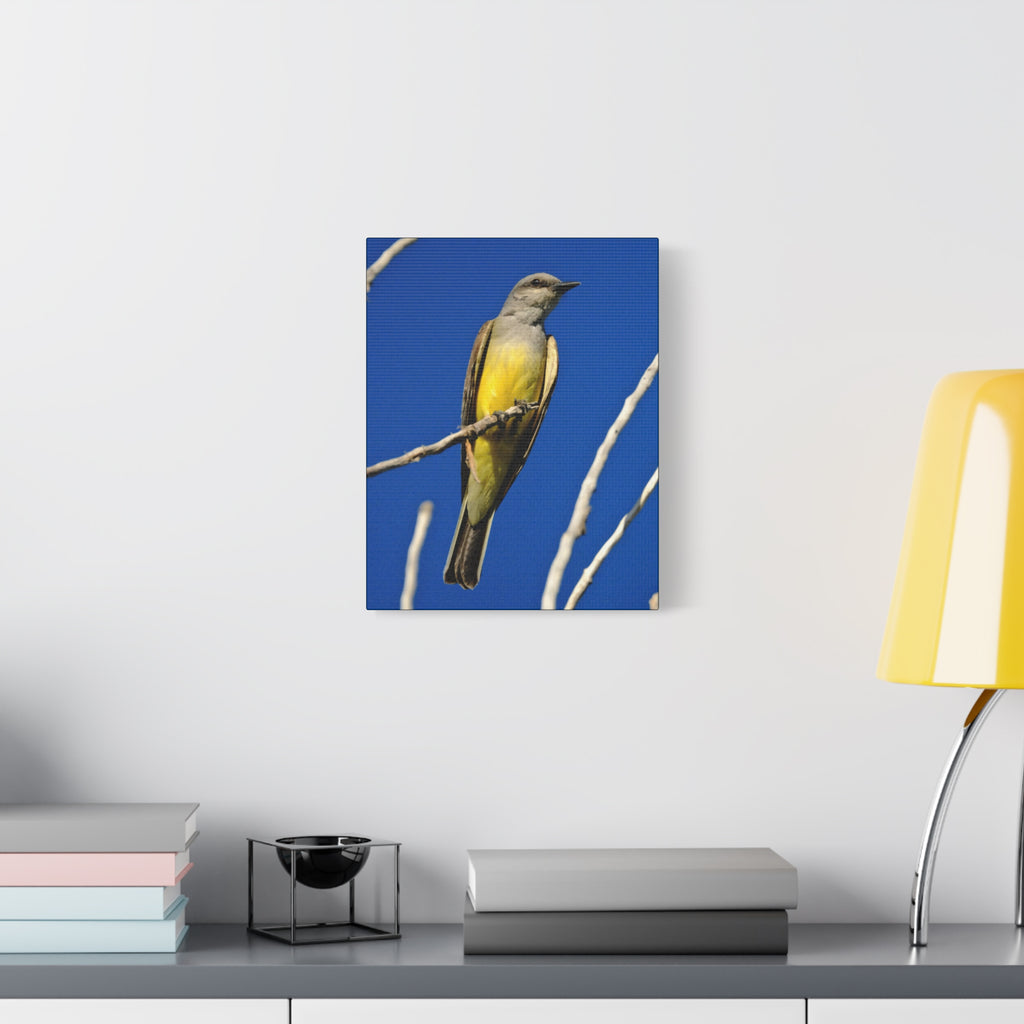Western King Bird Canvas Print – Yellow & Gray Wildlife Wall Art