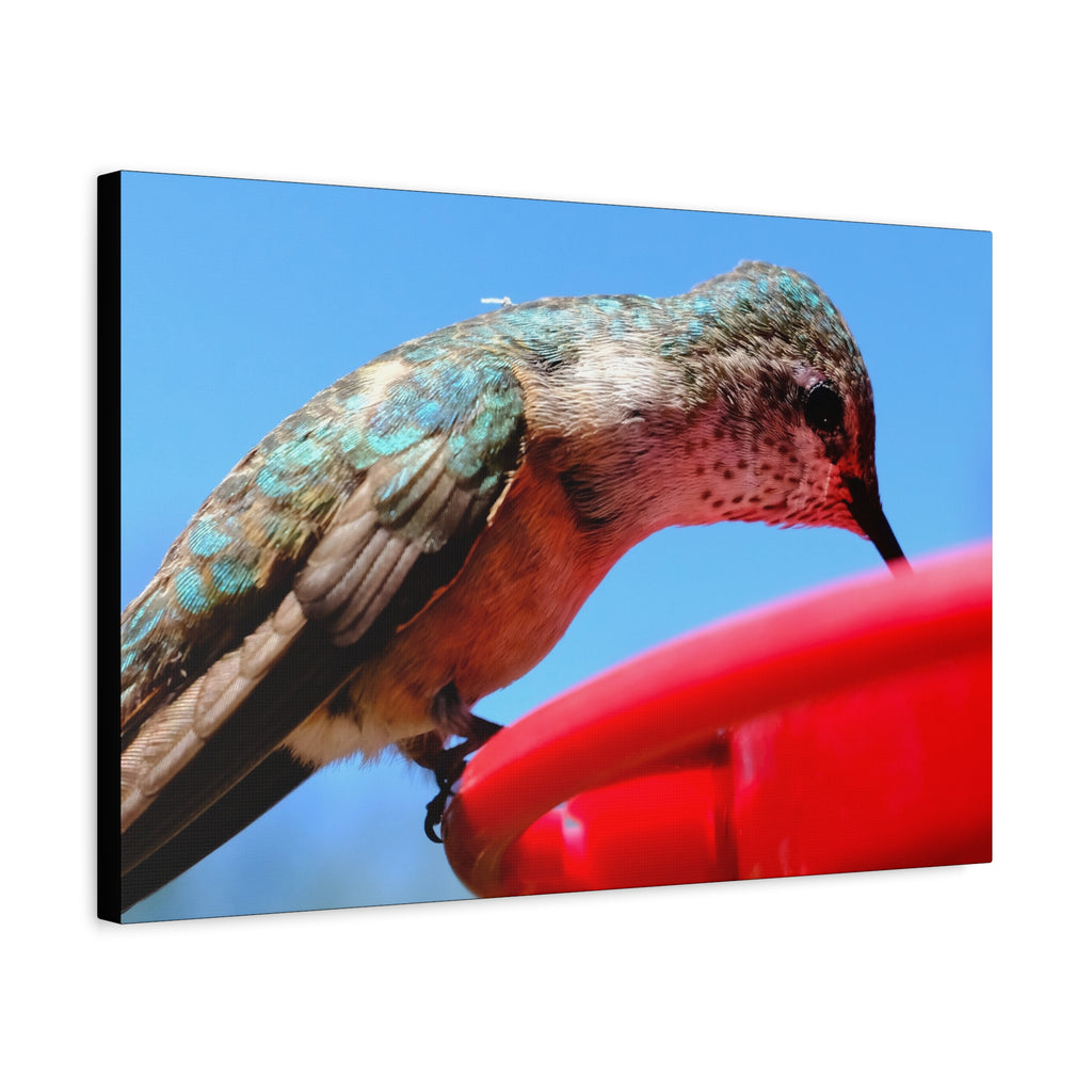 Hummingbird Close Up Canvas Print — Stretched Matte Wall Art
