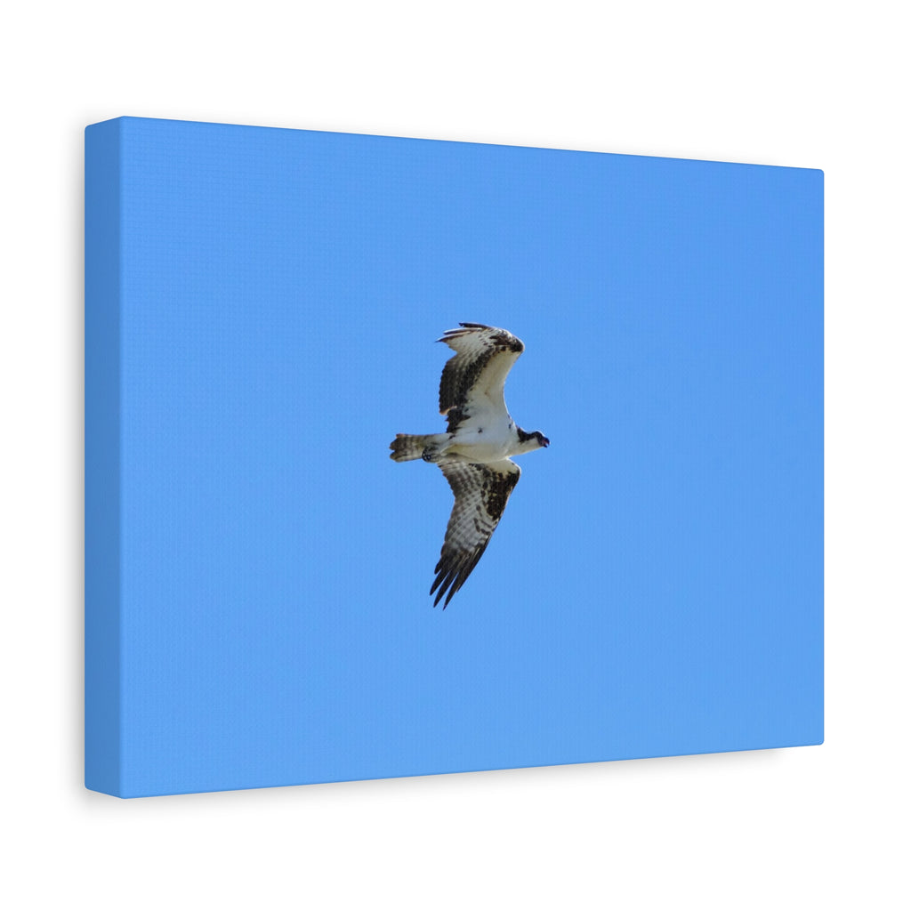 Osprey in Flight Matte Canvas Print — Stretched Wall Art