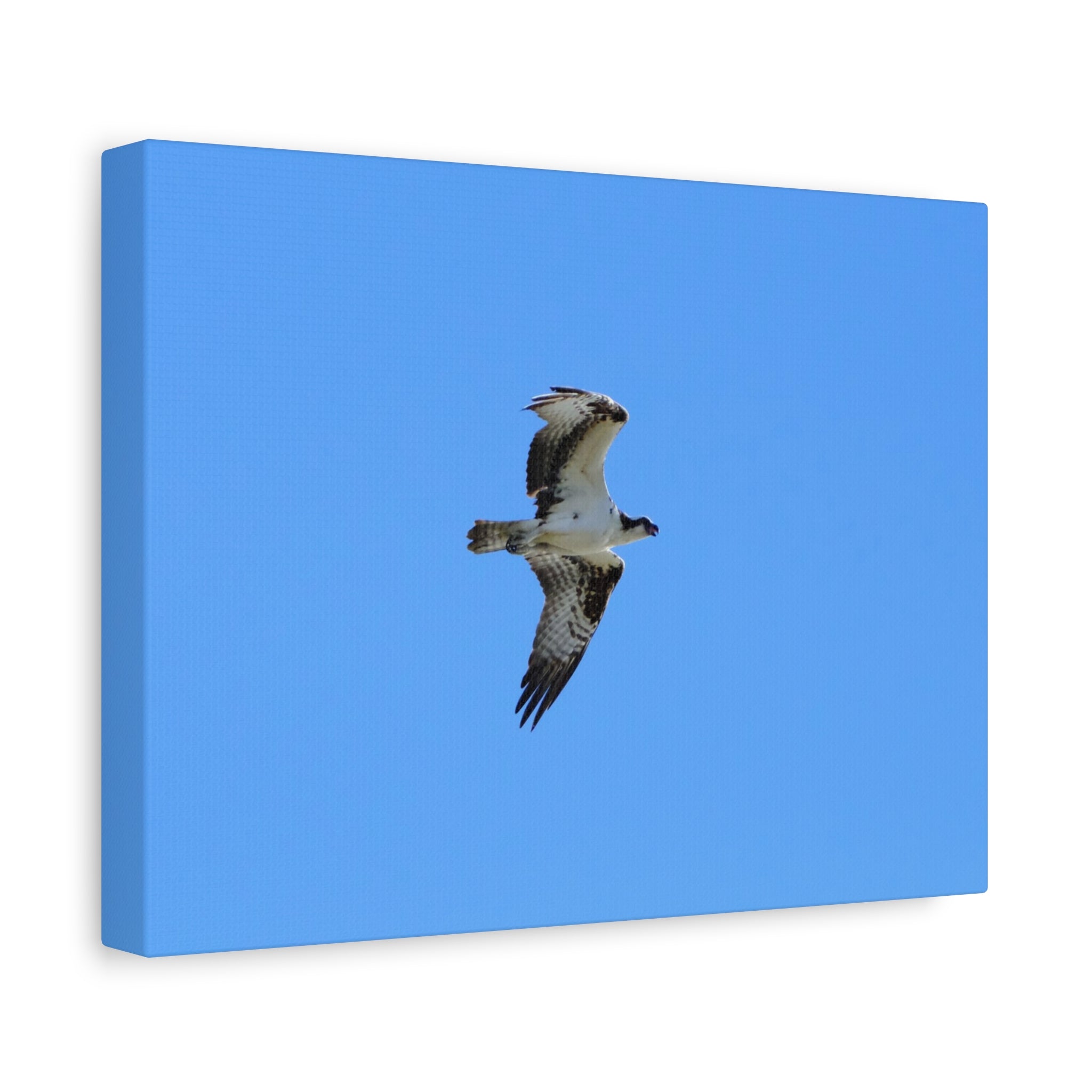 Osprey in Flight Matte Canvas Print — Stretched Wall Art
