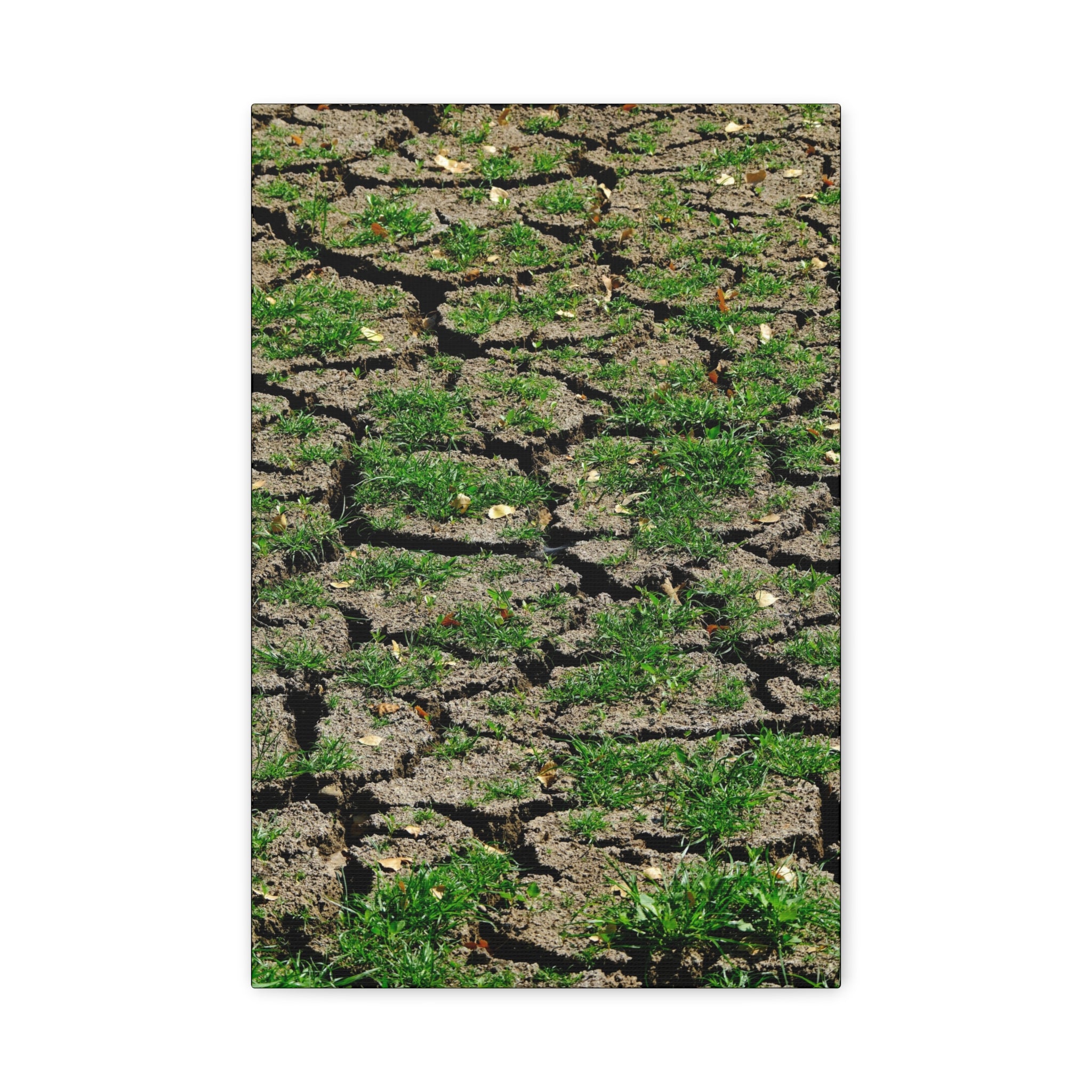 Life Finds A Way Canvas Print — Cracked Earth with Green Grass Matte Stretched Canvas (1.25")