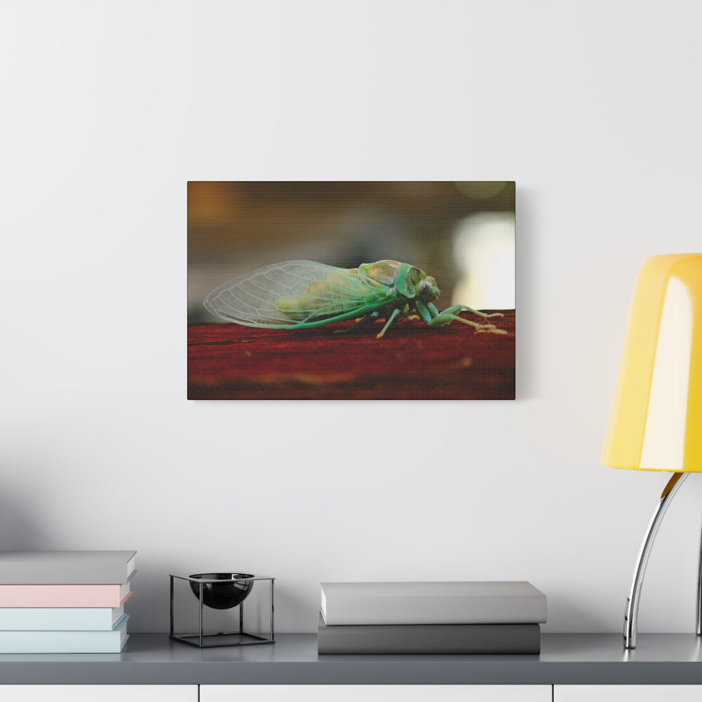 Cicada Close-Up Matte Canvas Print — Stretched 1.25" Nature Wall Art