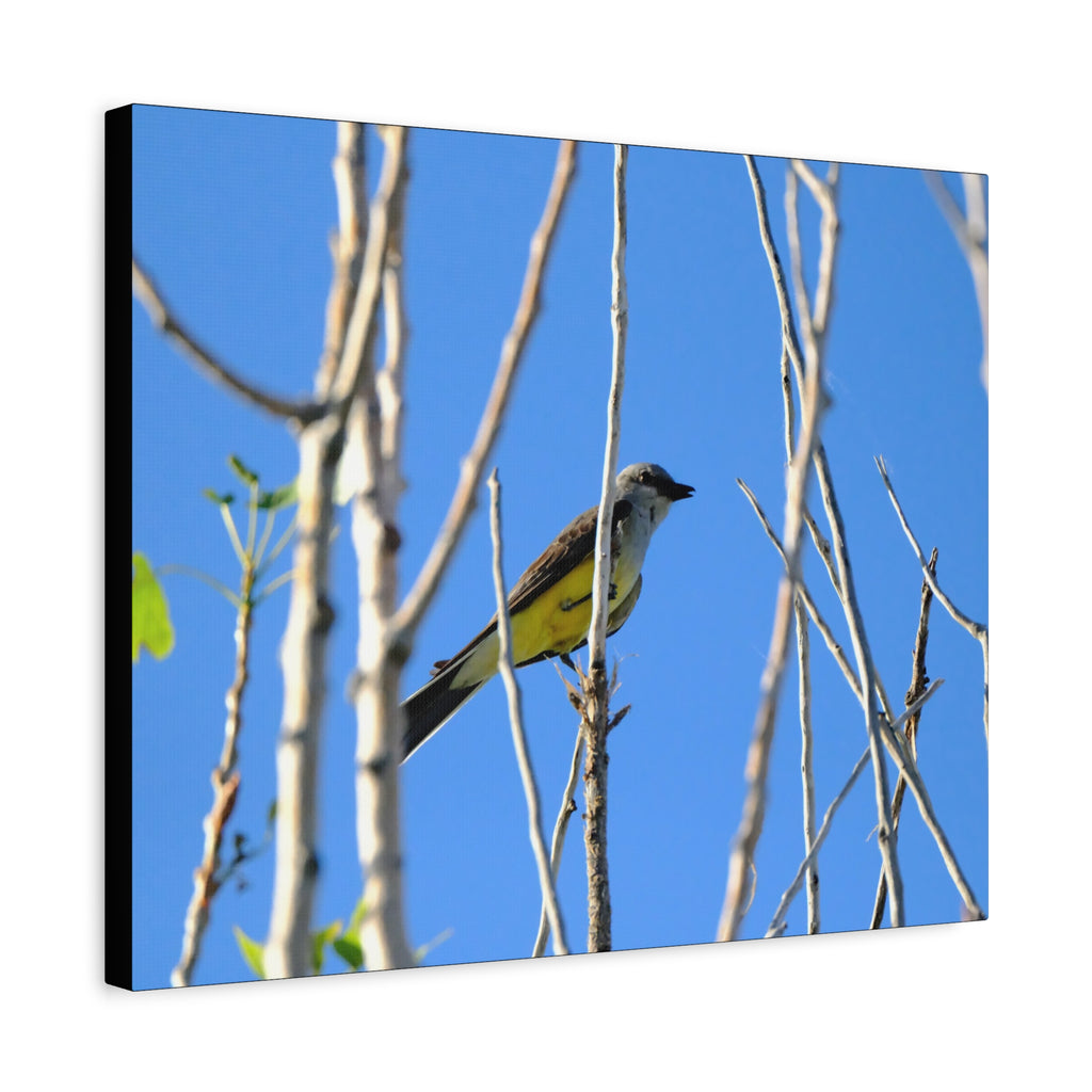Western King Bird Horizontal Matte Canvas, Stretched, 1.25"